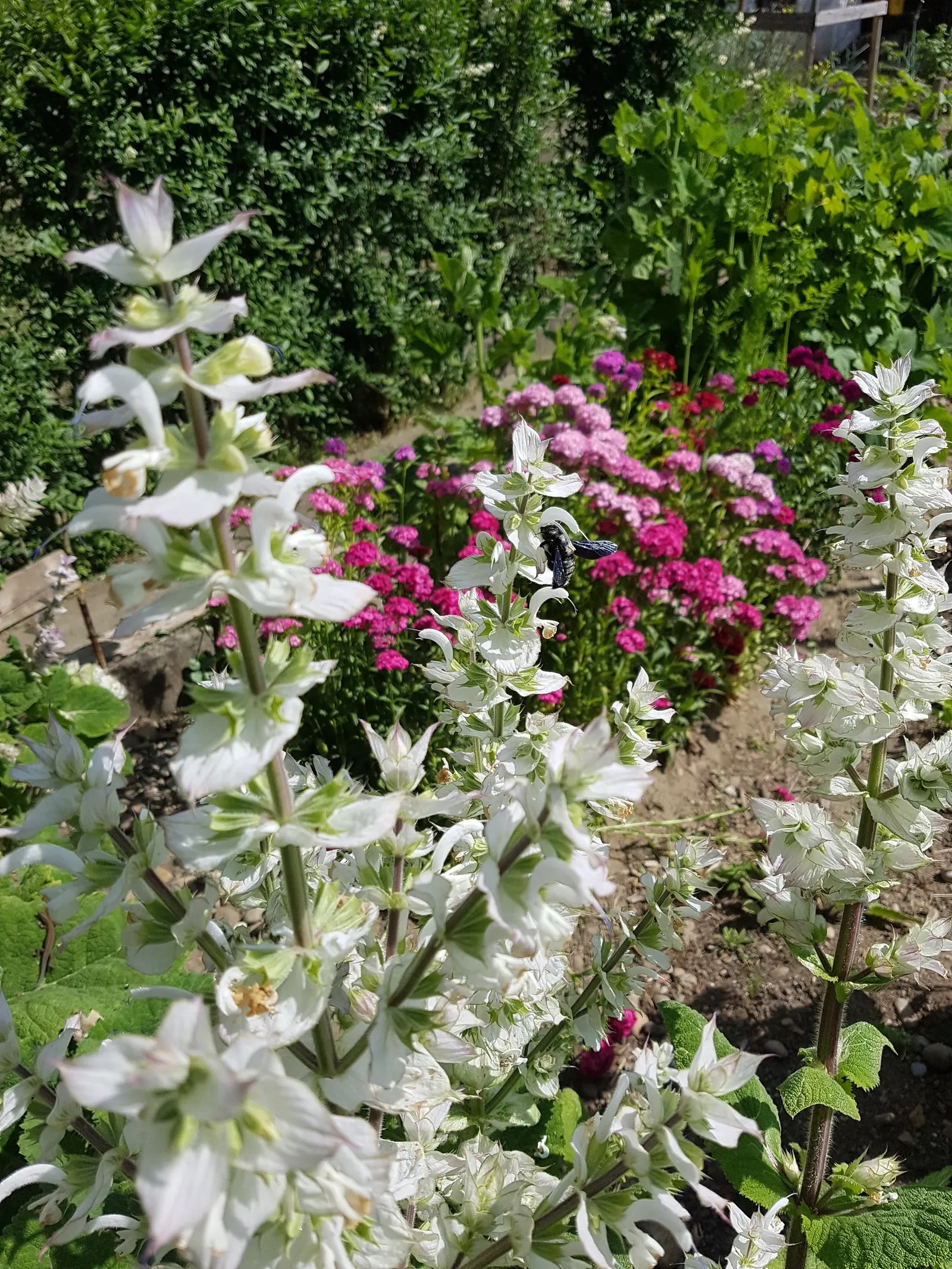Clary Sage (Salvia Sclarea) — This herbaceous biennial prefers well-drained soil and full sun, with a spacing of 18-24 inches; clary Sage (Salvia, image 52