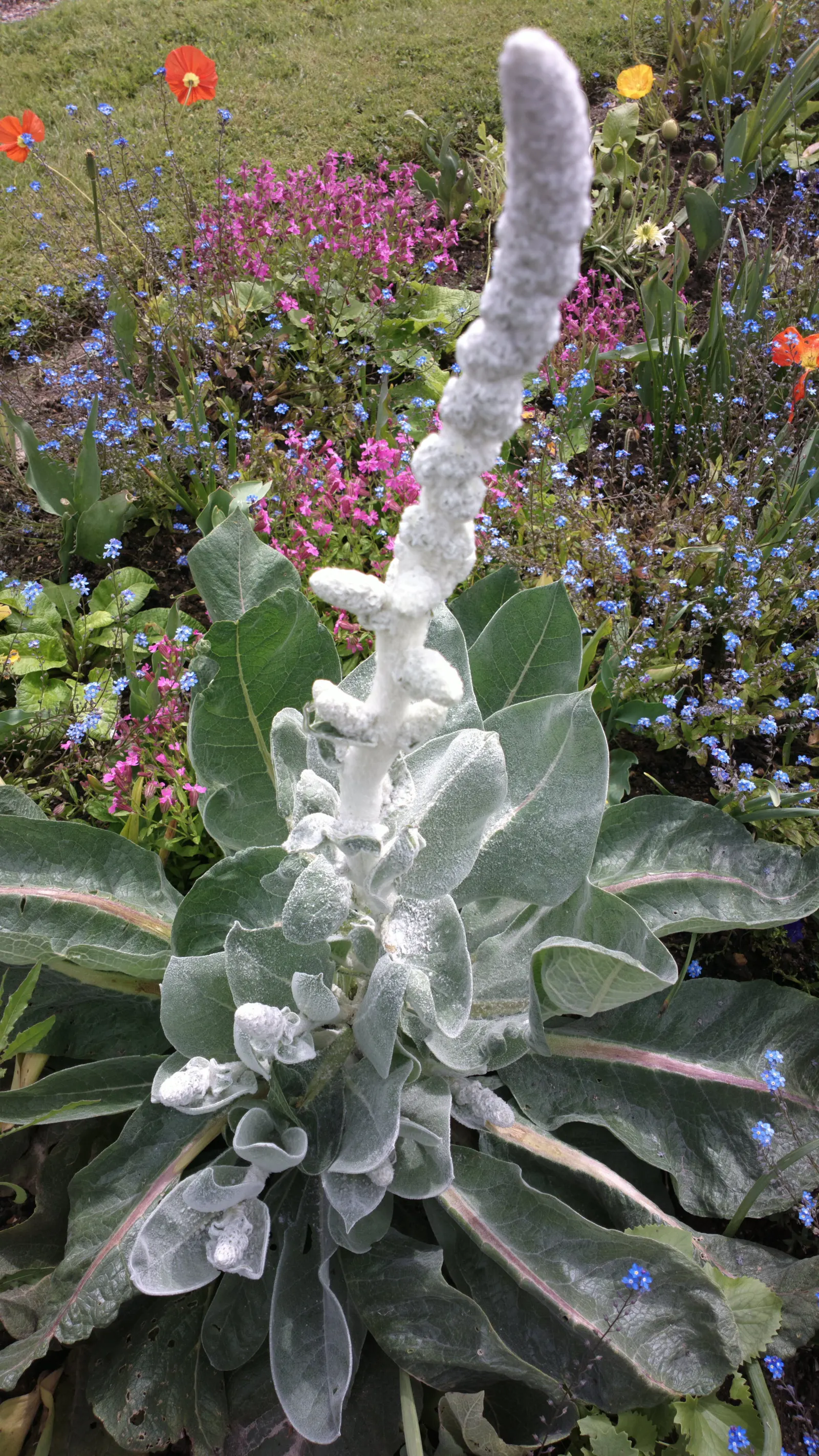 Clary Sage (Salvia Sclarea) — biennial / herb for full