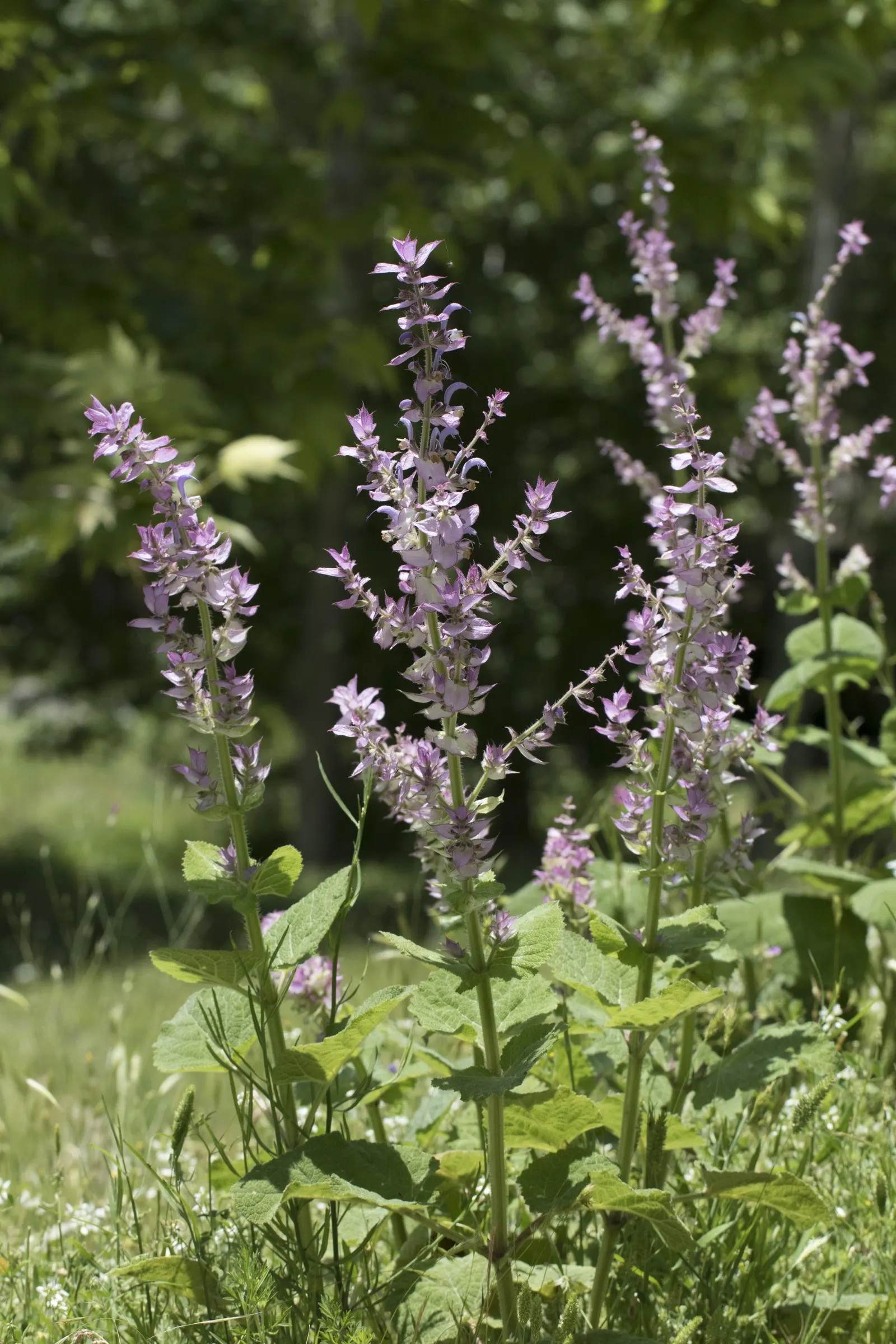 Clary Sage (Salvia Sclarea) — adding both fragrance and a touch of old-world charm to any landscape design