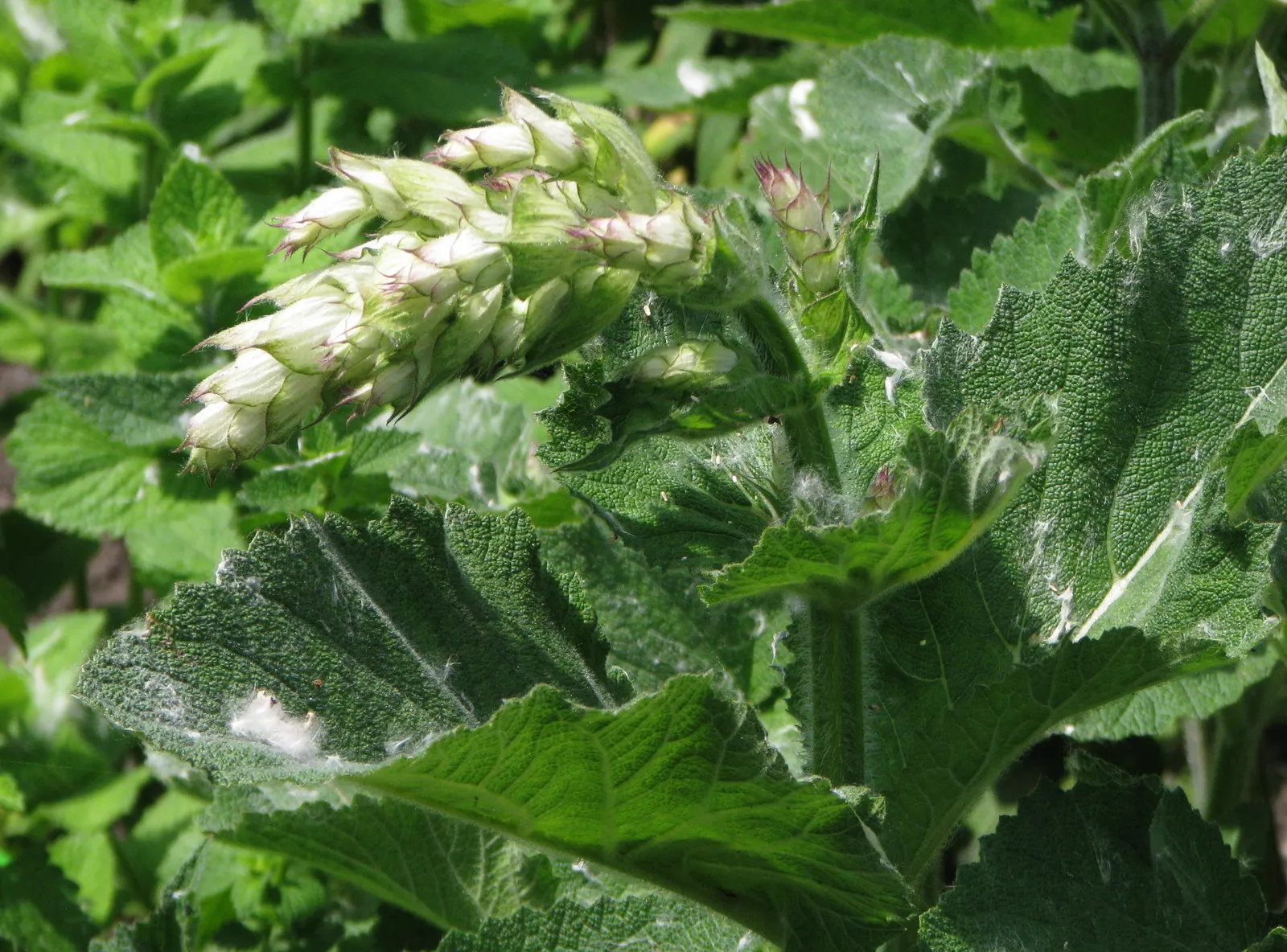 Clary Sage (Salvia Sclarea) — preferably with a neutral to slightly alkaline pH balance