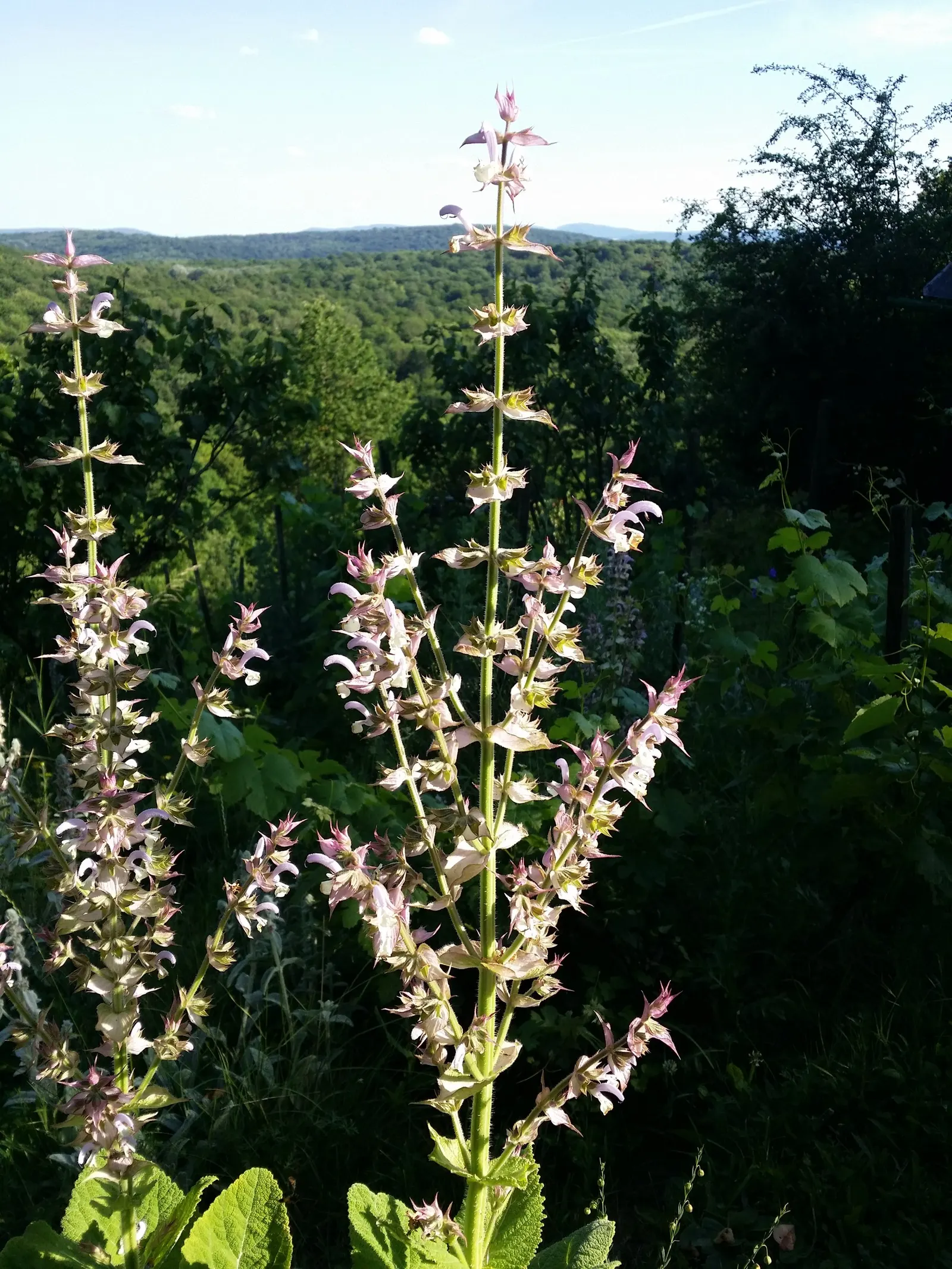 Clary Sage (Salvia Sclarea) — Clary Sage becomes a fountain of aromatic blossoms; adding both fragrance and a touch of old-world charm to any landscape design
