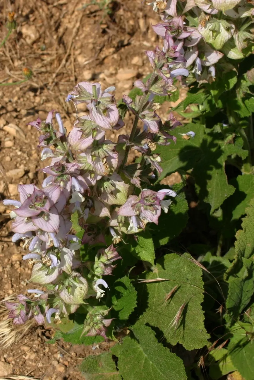 Clary Sage (Salvia Sclarea) — This herbaceous biennial prefers well-drained soil and full sun, with a spacing of 18-24 inches; clary Sage (Salvia sclarea)