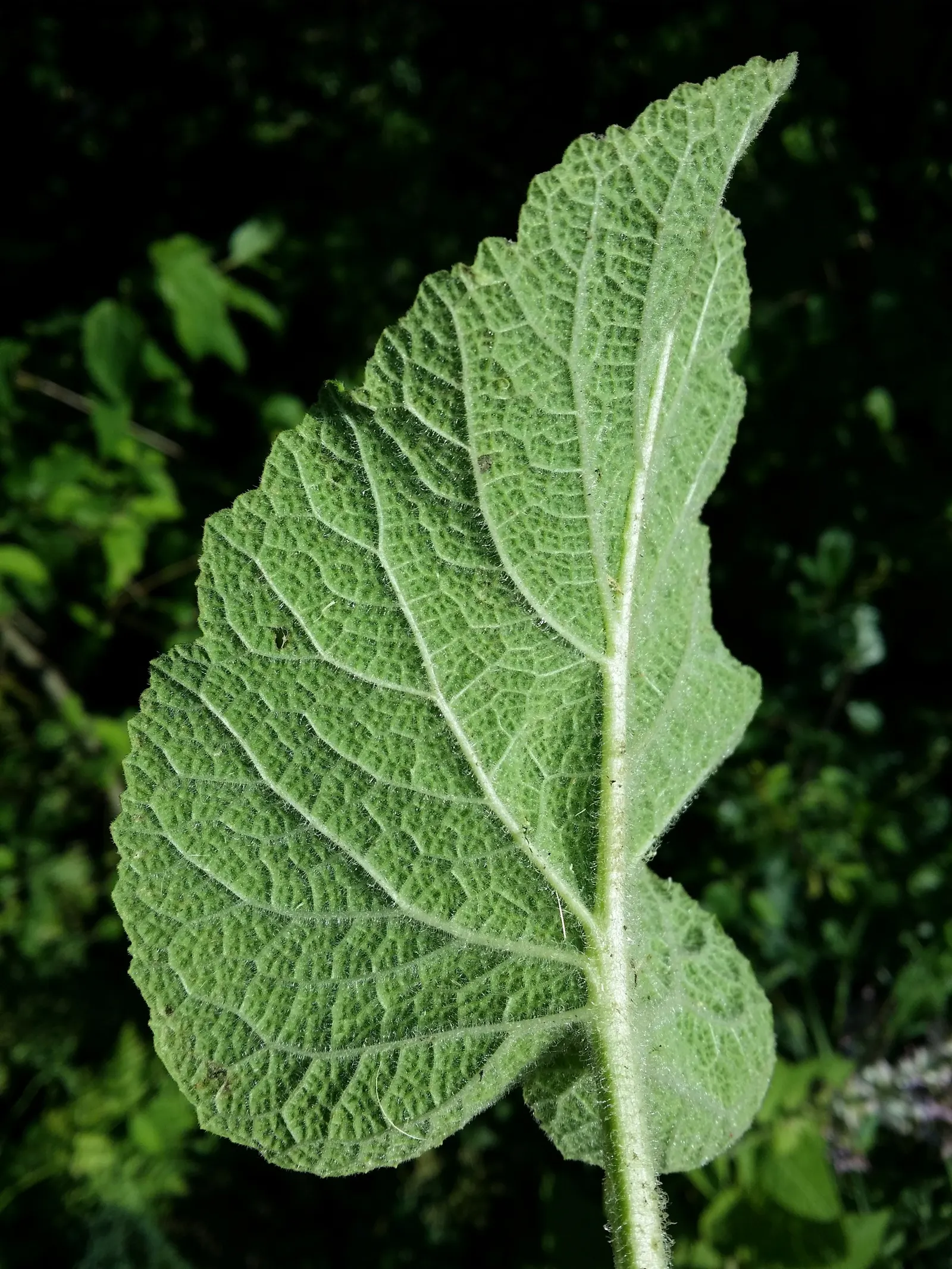 Clary Sage (Salvia Sclarea) — its robust form is comprised of broad