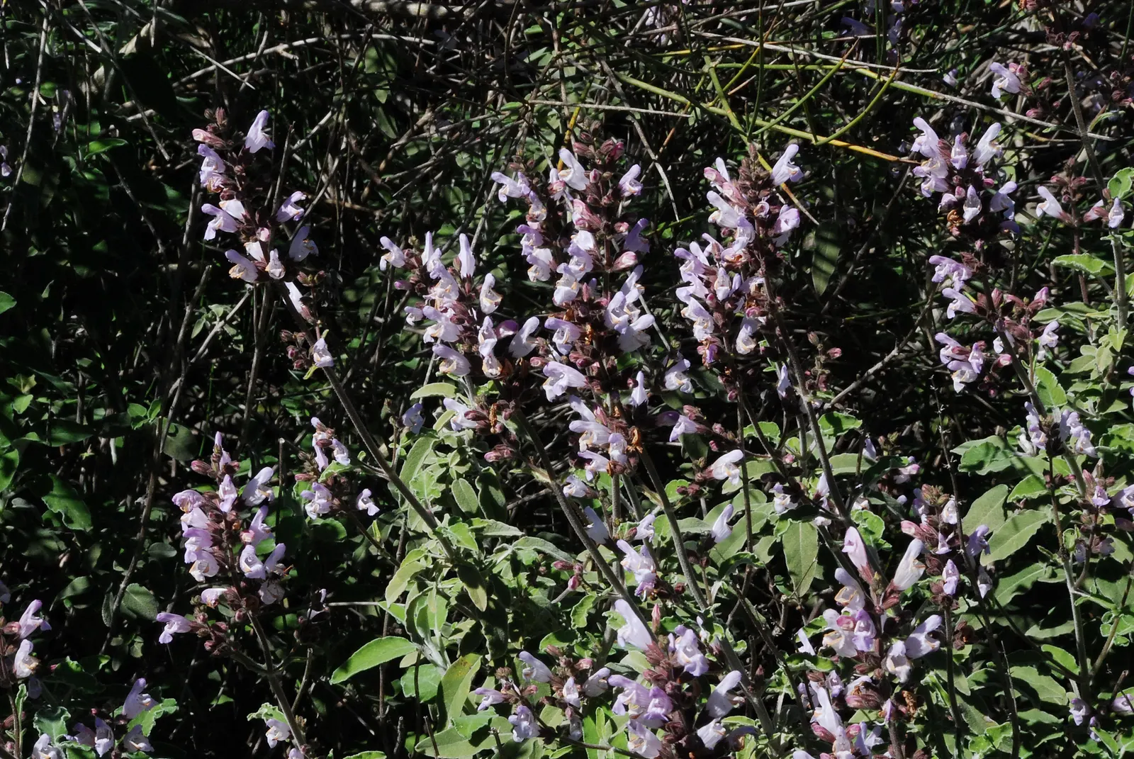 Clary Sage (Salvia Sclarea) — stalked flower spikes up to 5 feet tall; velvety leaves that can span up to 9 inches long, image 50
