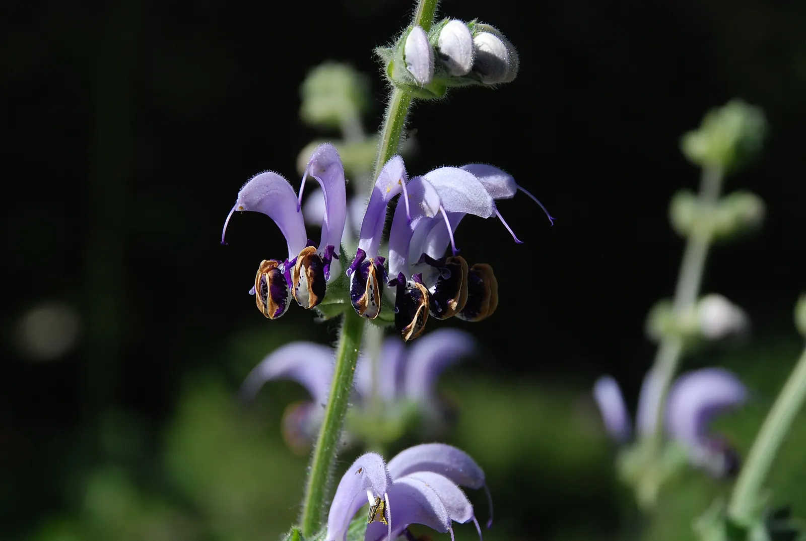 Clary Sage (Salvia Sclarea) — scientifically named Salvia sclarea; blue and purple flowers in the garden, image 55
