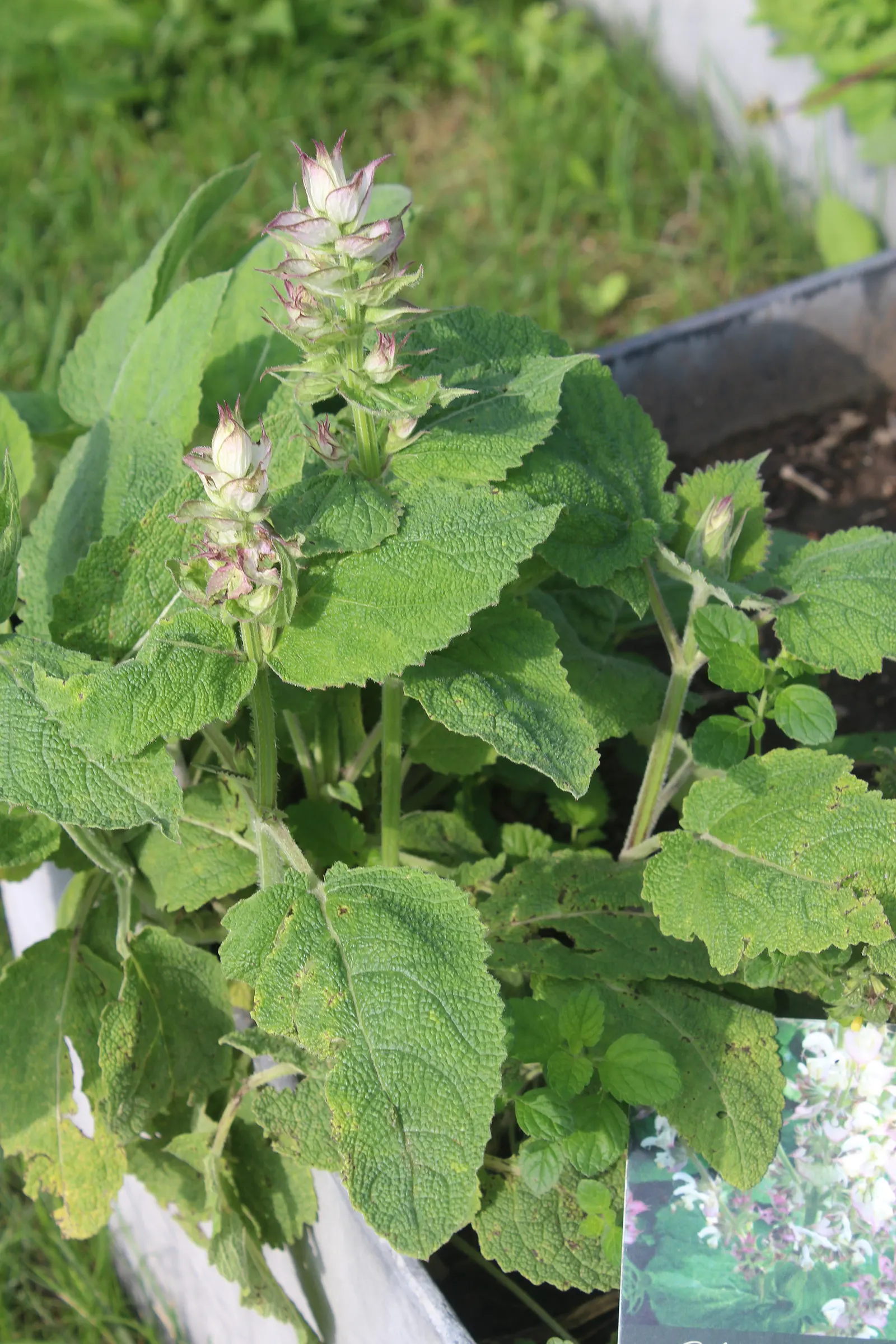 Clary Sage (Salvia Sclarea) — Clary Sage becomes a fountain of aromatic blossoms; adding both fragrance and a touch of old-world charm to any, image 63