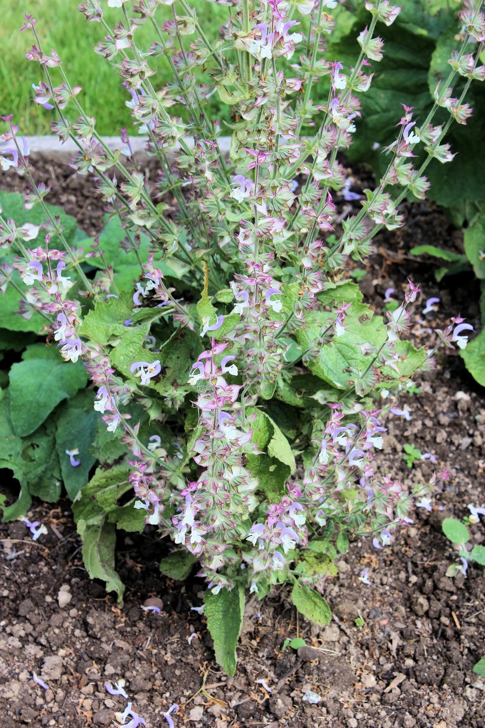Clary Sage (Salvia Sclarea) — As a hardy member of the mint family; the foliage presents a rich, image 57