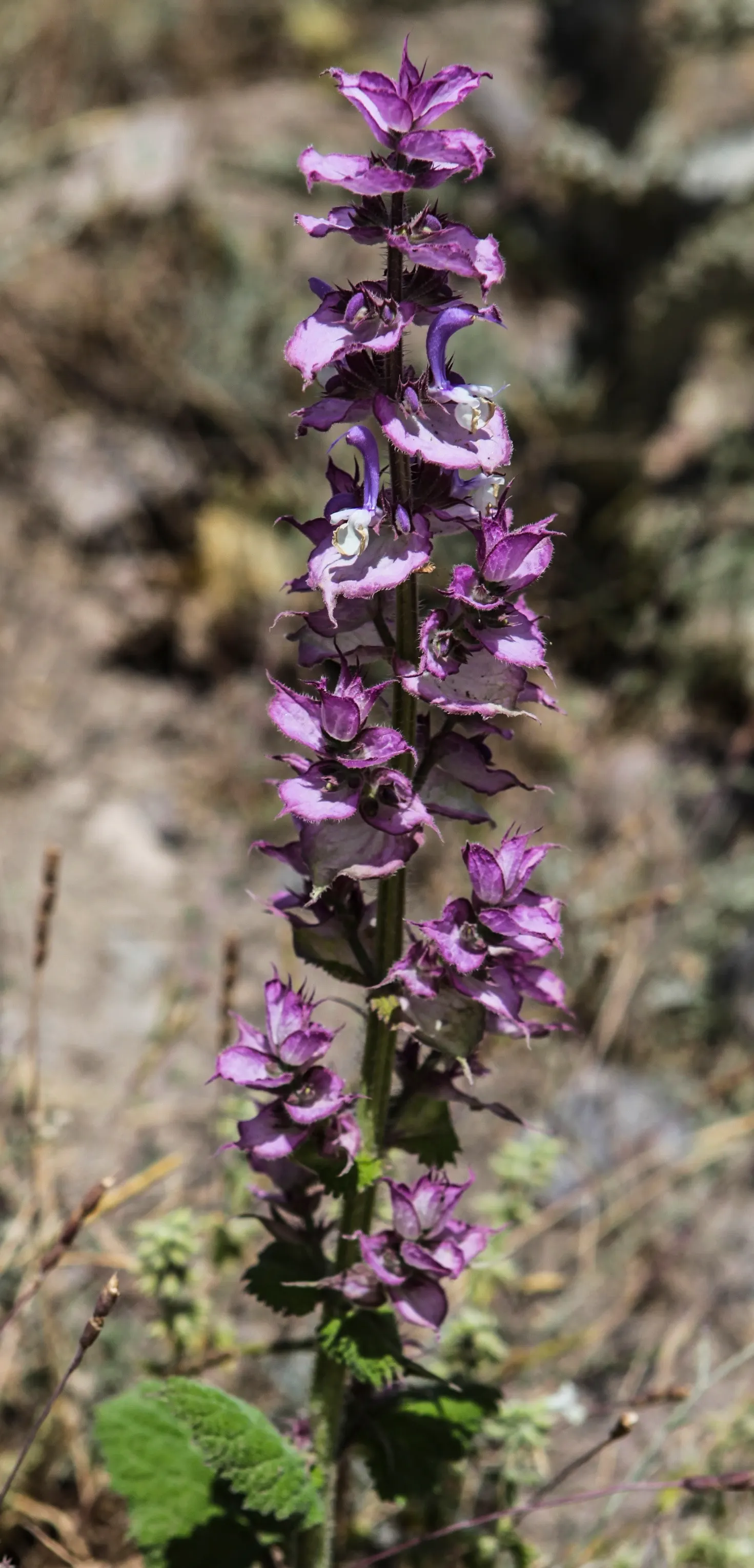 Clary Sage (Salvia Sclarea) — stalked flower spikes up to 5 feet tall