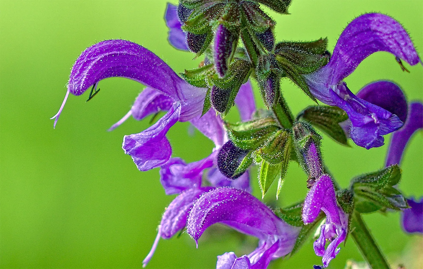 Clary Sage (Salvia Sclarea) — velvety leaves that can span up to 9 inches long