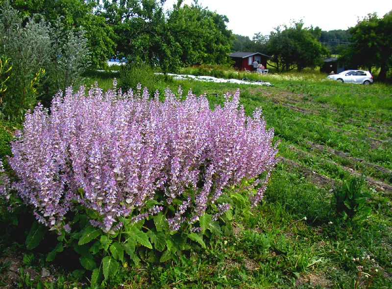 Clary Sage (Salvia Sclarea) — grayish-green hue that makes an eye-catching backdrop for the plant's true showpiece: its flowers; the 1-inch-long flowers range