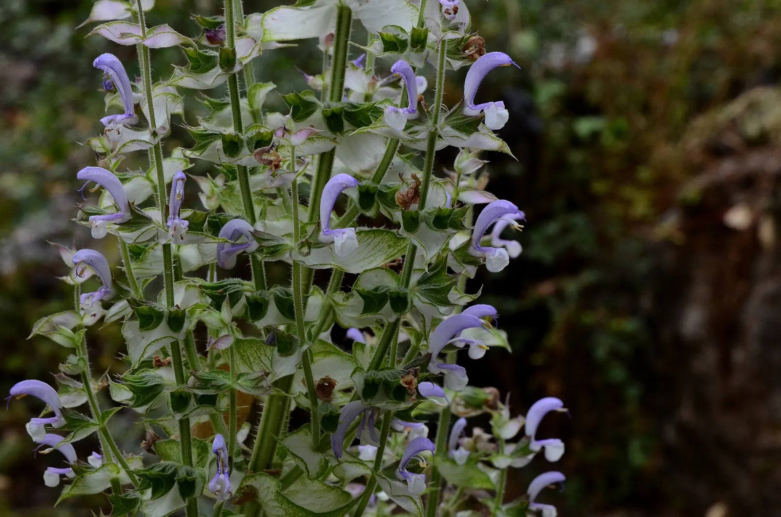 Clary Sage (Salvia Sclarea) — but it also functions as a wonderful aromatic and textural complement to mixed borders; preferably with a neutral to slightly