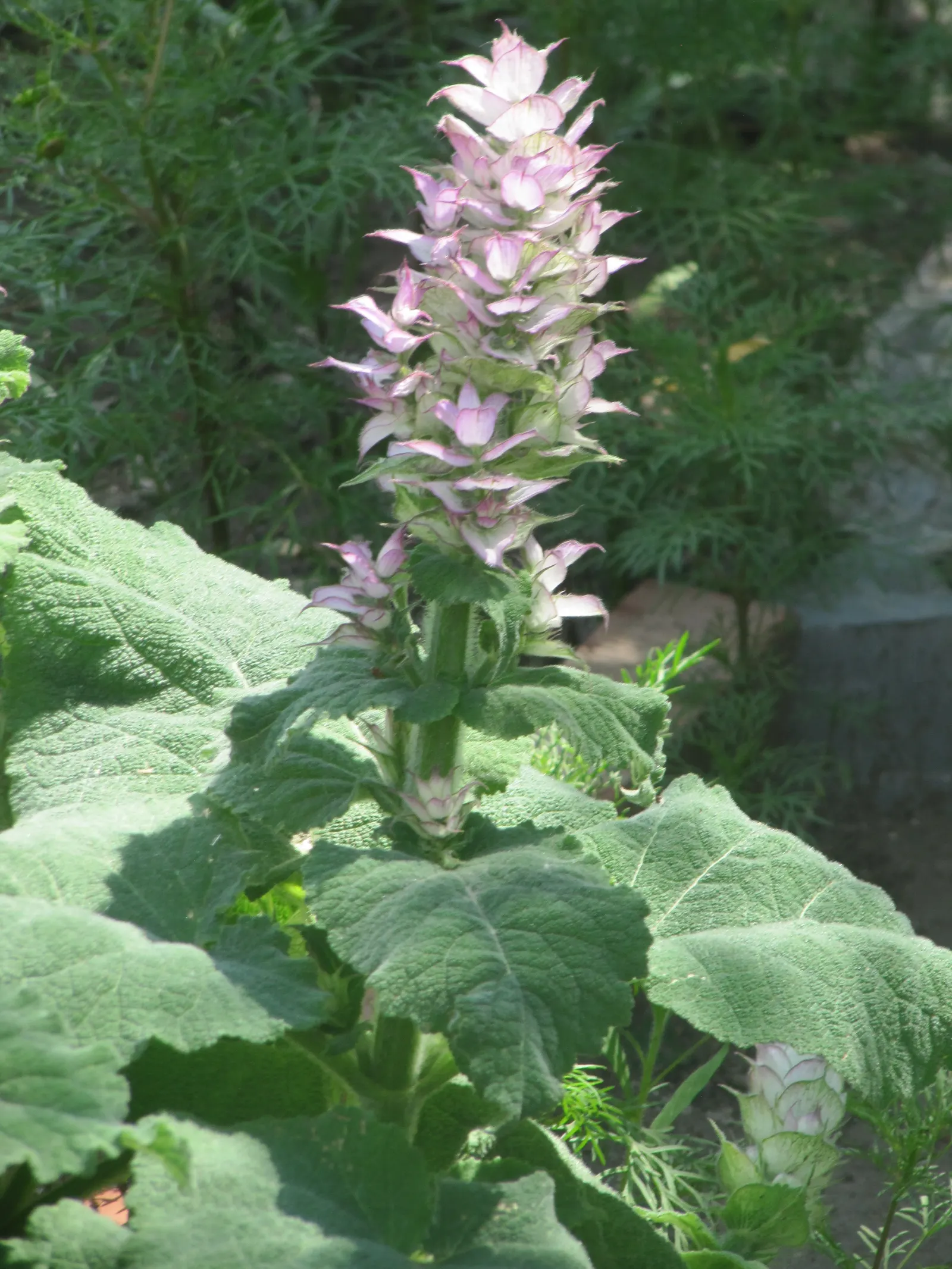 Clary Sage (Salvia Sclarea) — its robust form is comprised of broad; not only does Clary Sage attract a bevy of pollinators like bees and butterflies