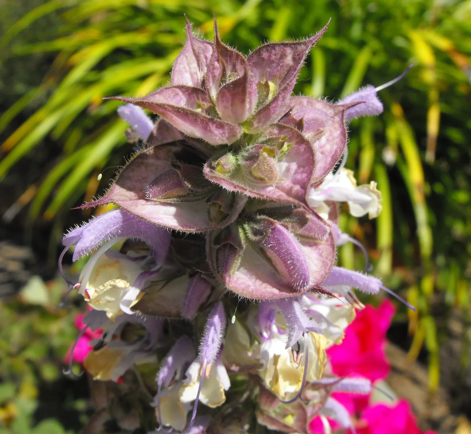 Clary Sage (Salvia Sclarea) — The foliage presents a rich