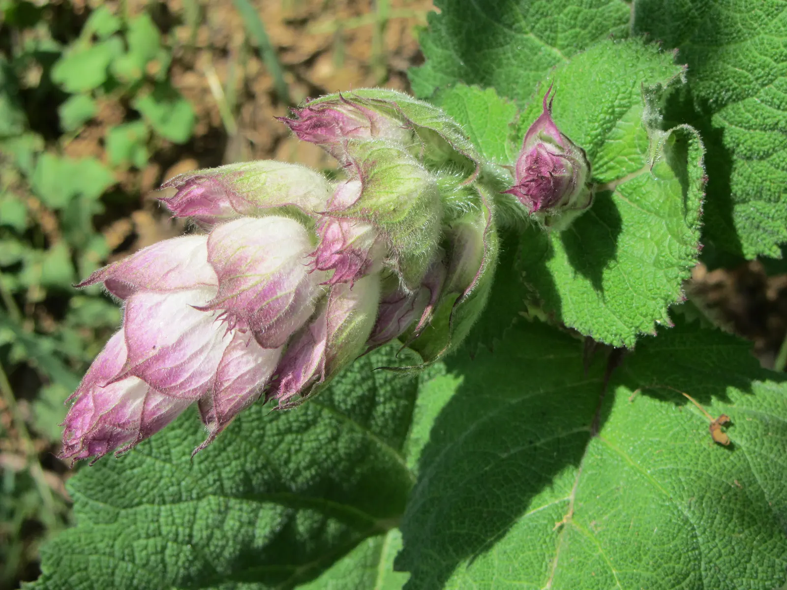 Clary Sage (Salvia Sclarea) — biennial / herb for full; or as a statement plant in landscape focal points