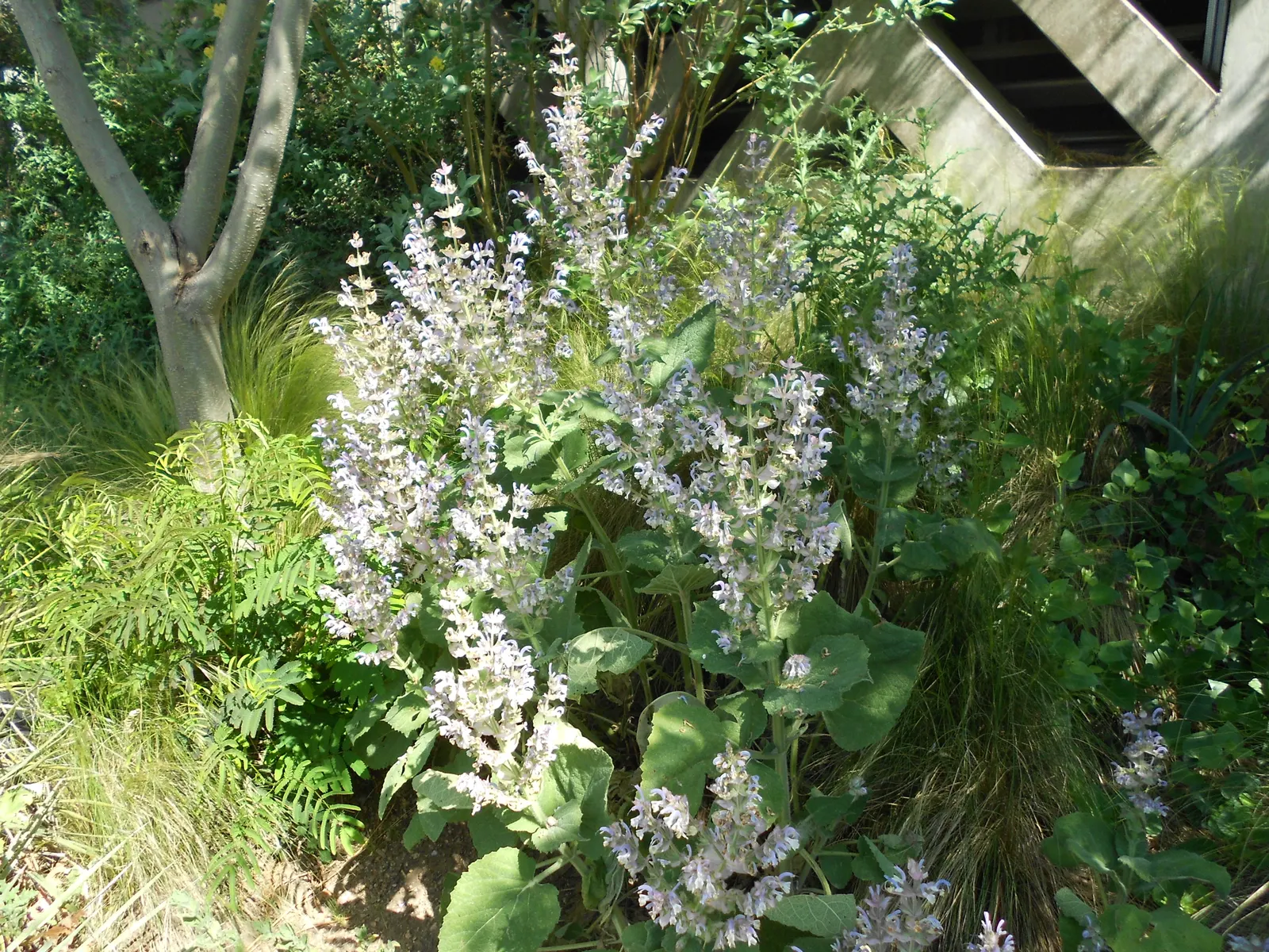 Clary Sage (Salvia Sclarea) — with blooms in soft lilac to pale blue hues; should that be undesirable