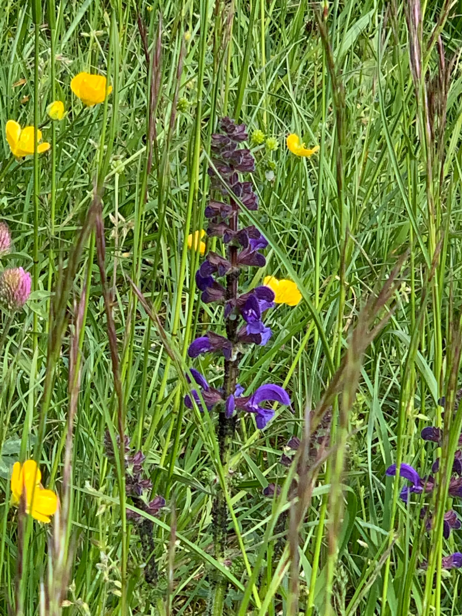 Clary Sage (Salvia Sclarea) — but it also functions as a wonderful aromatic and textural complement to mixed borders