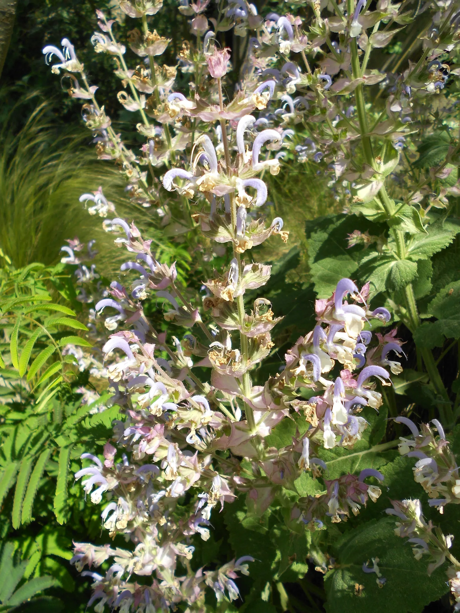 Clary Sage (Salvia Sclarea) — biennial / herb with blue and purple blooms