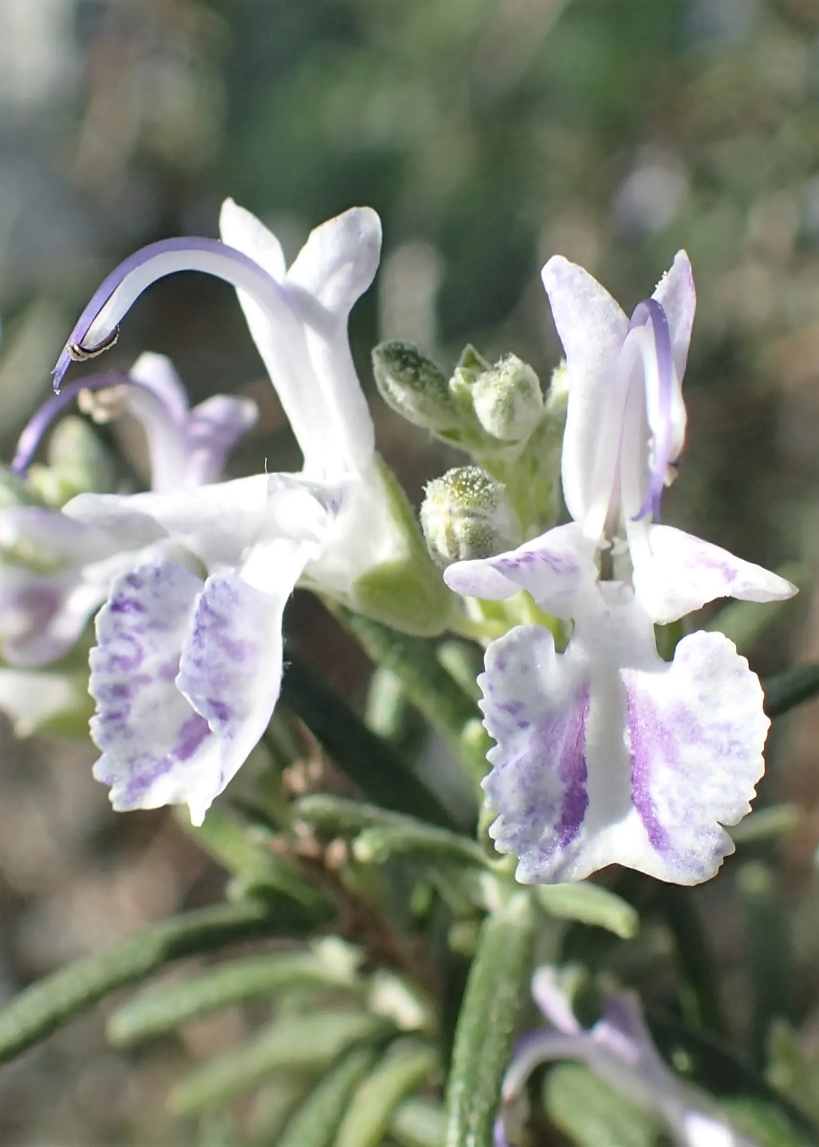 Rosemary (Rosmarinus Officinalis) — or as a part of a herb garden or xeriscape; consider its utility as a border plant, image 97