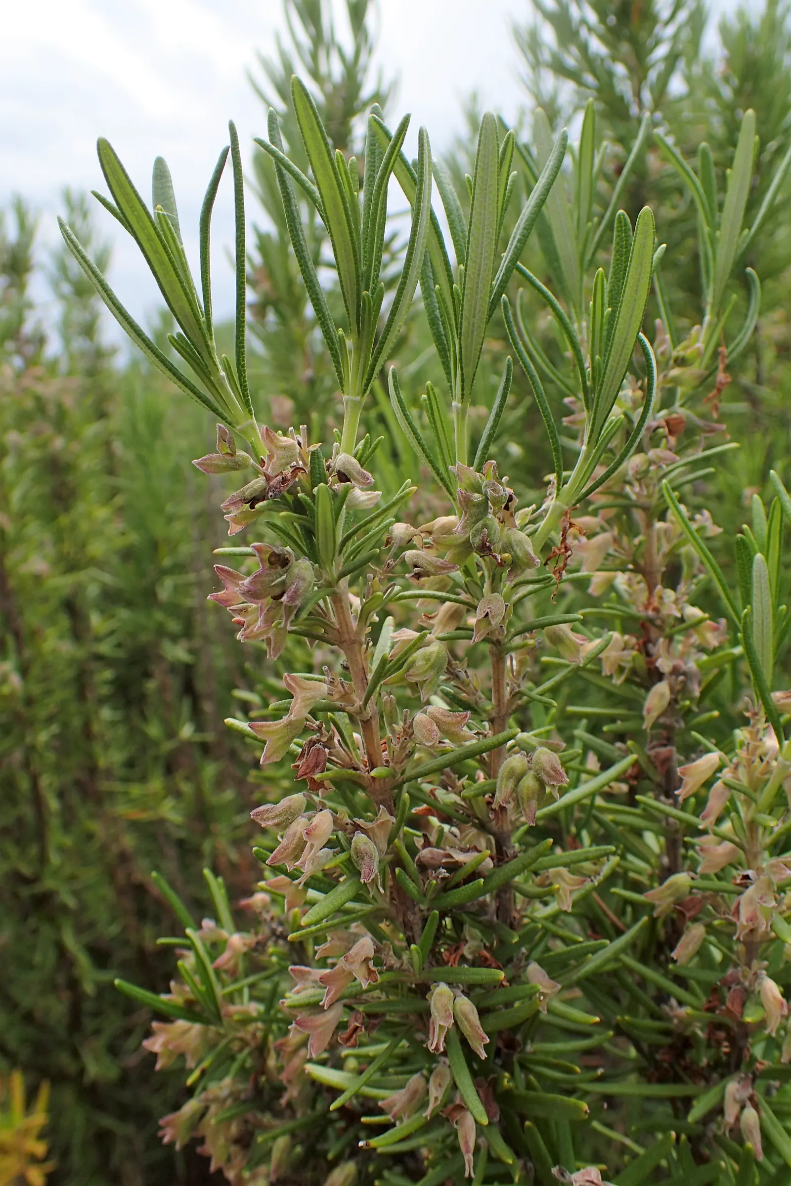 Rosemary (Rosmarinus Officinalis) — herb with blue blooms; typically reaching heights of 3 to 5 feet with a comparable spread, image 79
