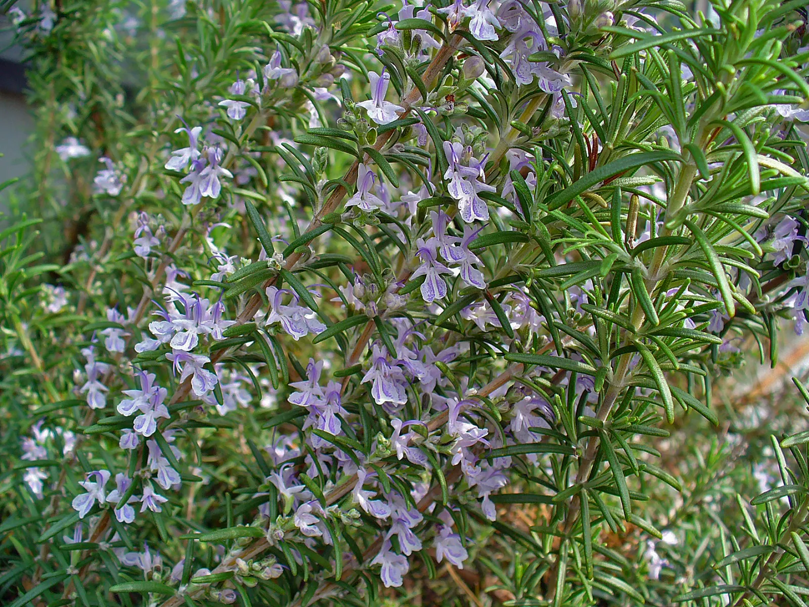 Rosemary (Rosmarinus Officinalis) — In spring to early summer, it produces small, bee-attracting, blue to purplish flowers; rosemary thrives in, image 105