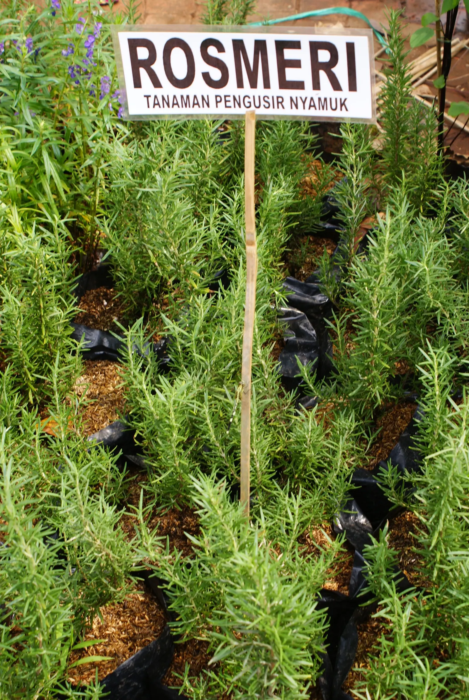 Rosemary (Rosmarinus Officinalis) — Hardy in USDA zones 8-10, rosemary pairs well with other Mediterranean plants in landscape designs; herb with, image 66