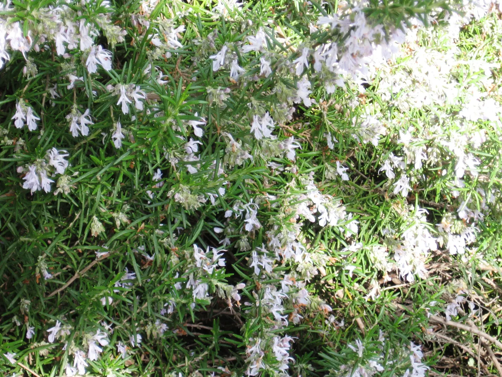 Rosemary (Rosmarinus Officinalis) — This sun-loving perennial is hardy in USDA zones 7 through 10 and tolerates a wide temperature range; pale-blue, image 94