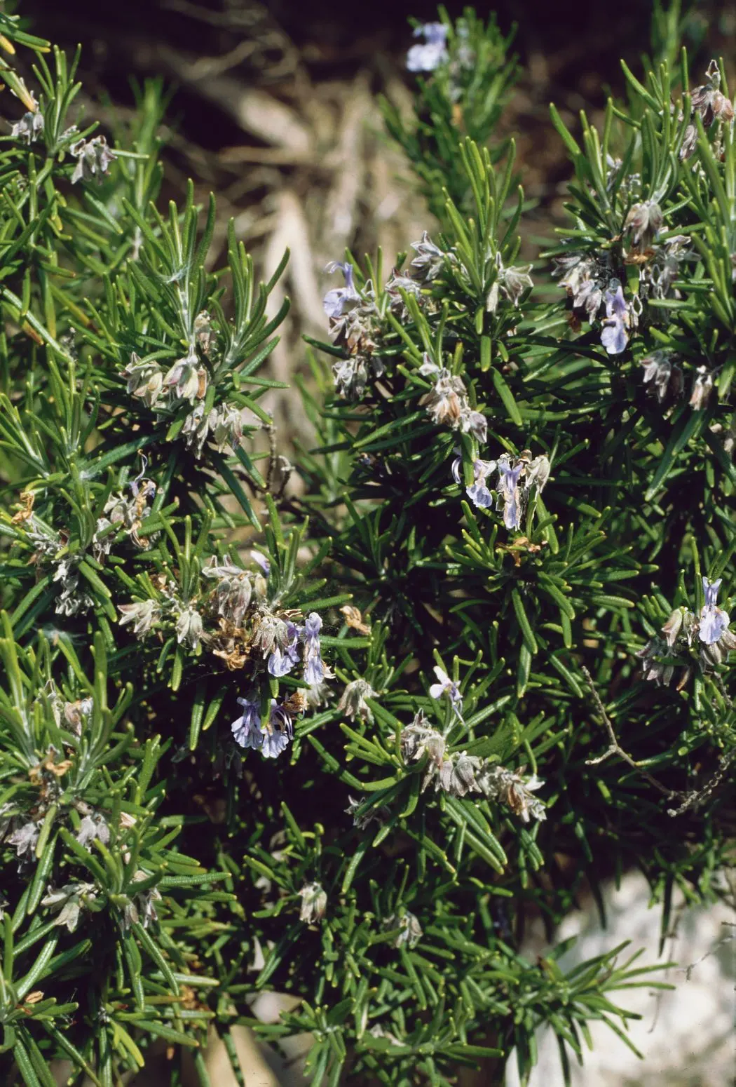 Rosemary (Rosmarinus Officinalis) — Its drought resistance makes it ideal for xeriscaping; in spring to early summer, it produces small, image 84