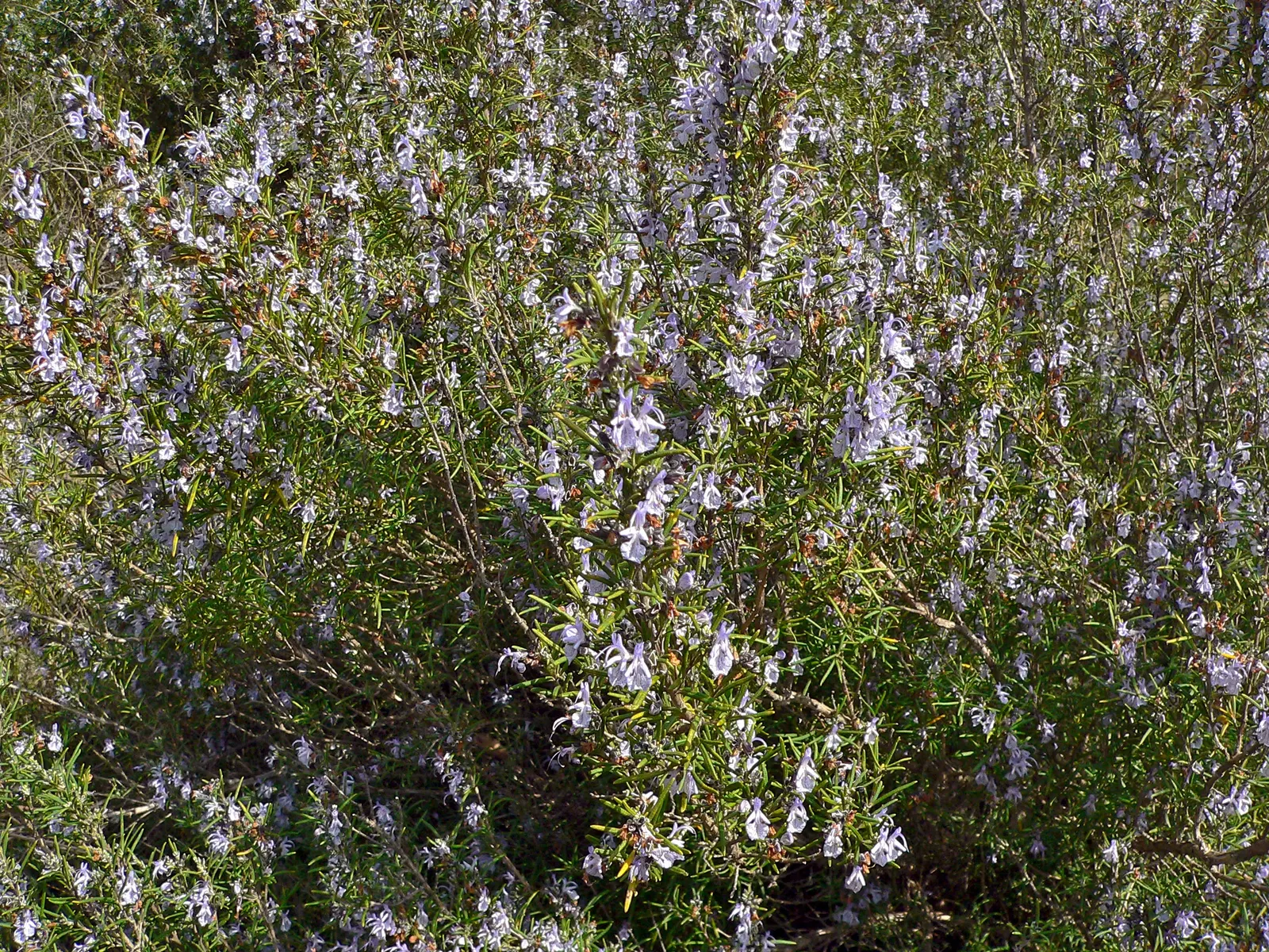 Rosemary (Rosmarinus Officinalis) — Typically reaching heights of 3 to 5 feet with a comparable spread; botanical name *Rosmarinus officinalis*, image 70