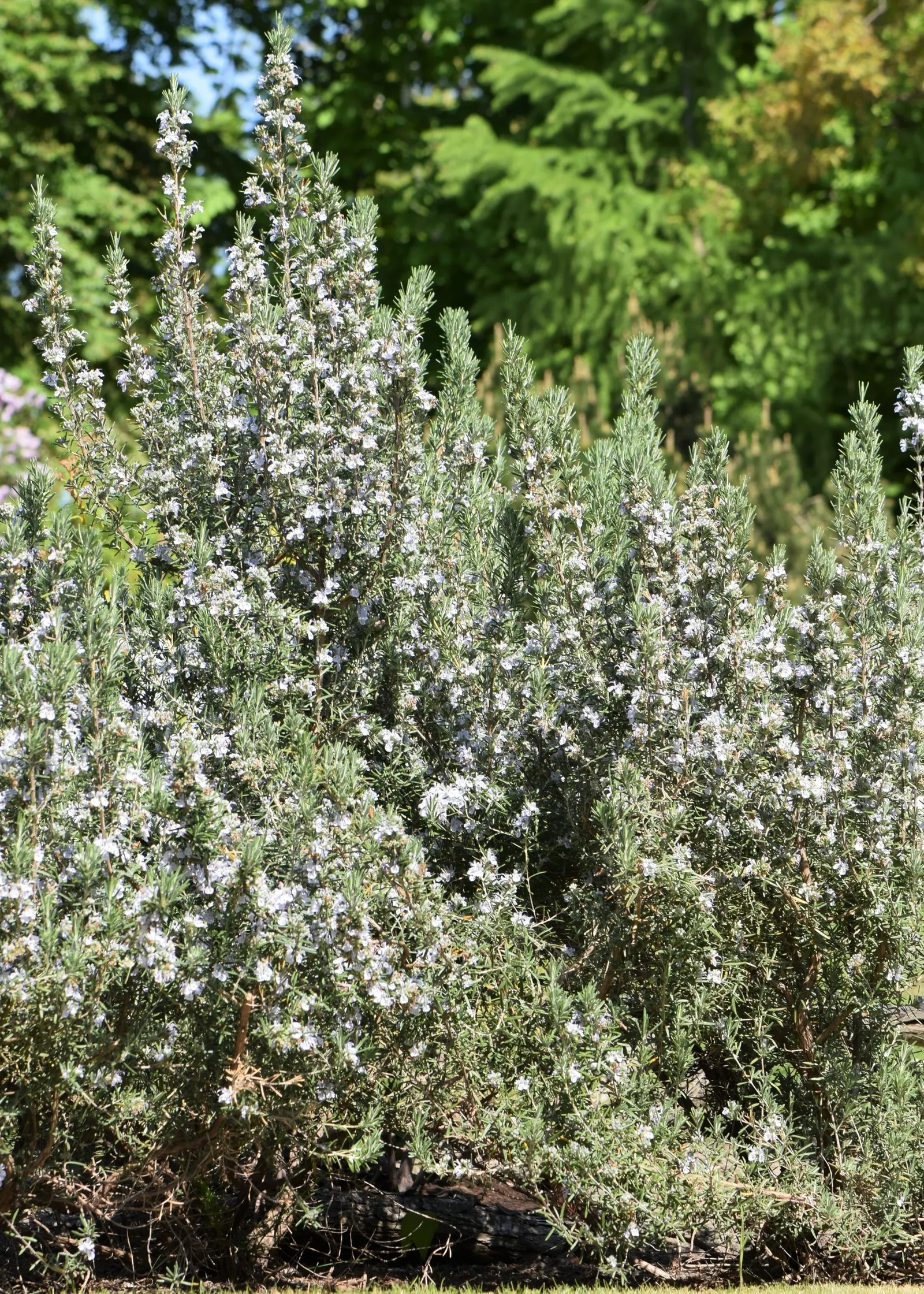 Rosemary (Rosmarinus Officinalis) — herb with blue blooms; typically reaching heights of 3 to 5 feet with a comparable spread, image 119