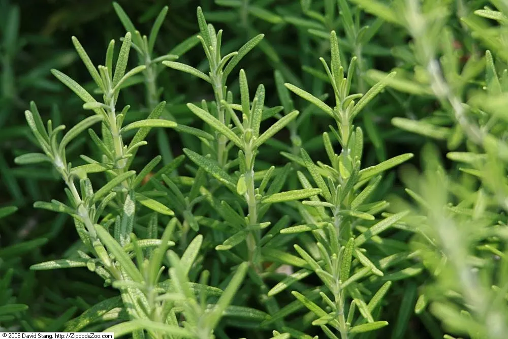 Rosemary (Rosmarinus Officinalis) — Rosemary thrives in well-drained soils and flourishes in full sun; rosemary (Rosmarinus officinalis) is a, image 92