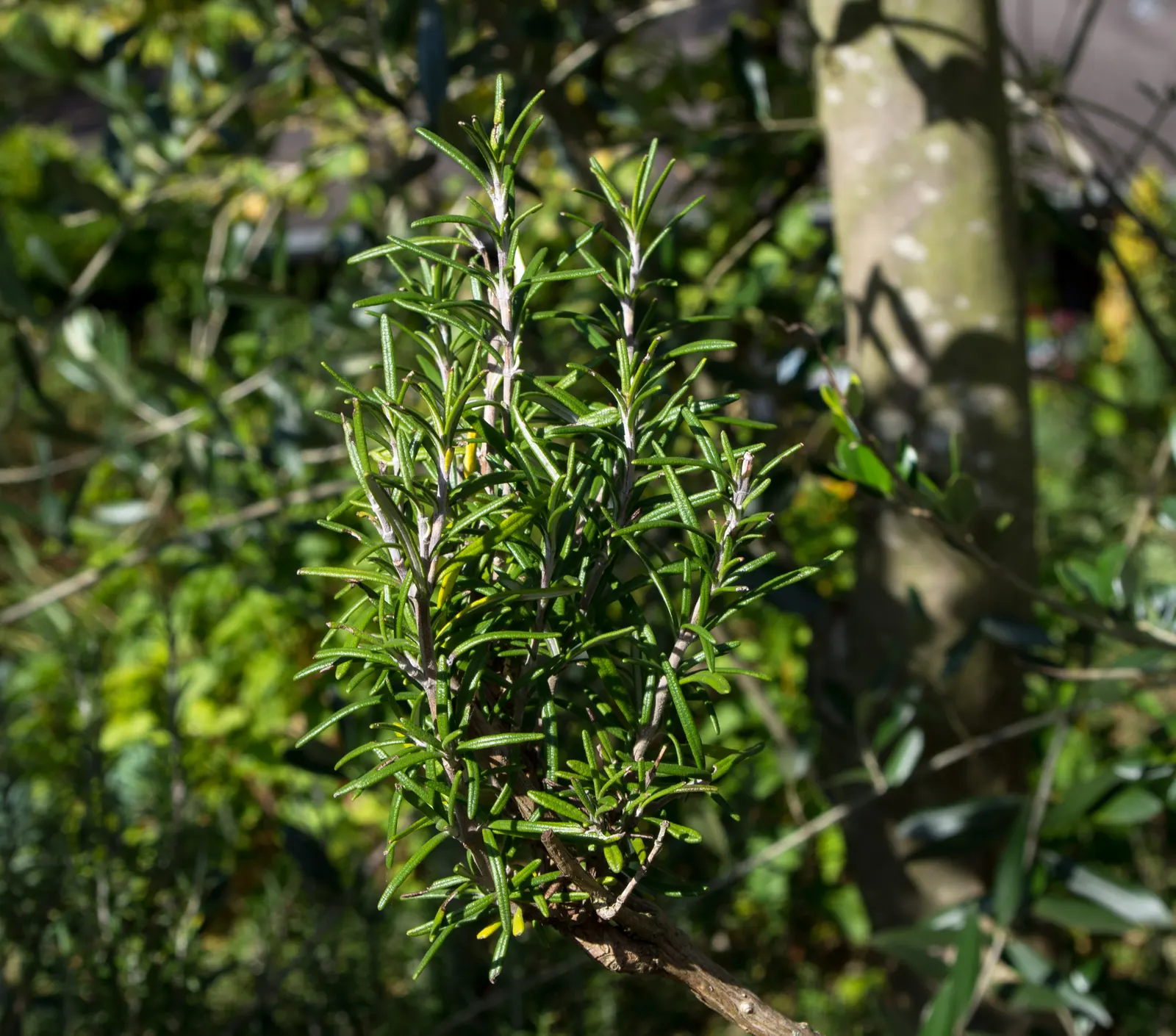 Rosemary (Rosmarinus Officinalis) — Typically reaching heights of 3 to 5 feet with a comparable spread; botanical name *Rosmarinus officinalis*, image 110