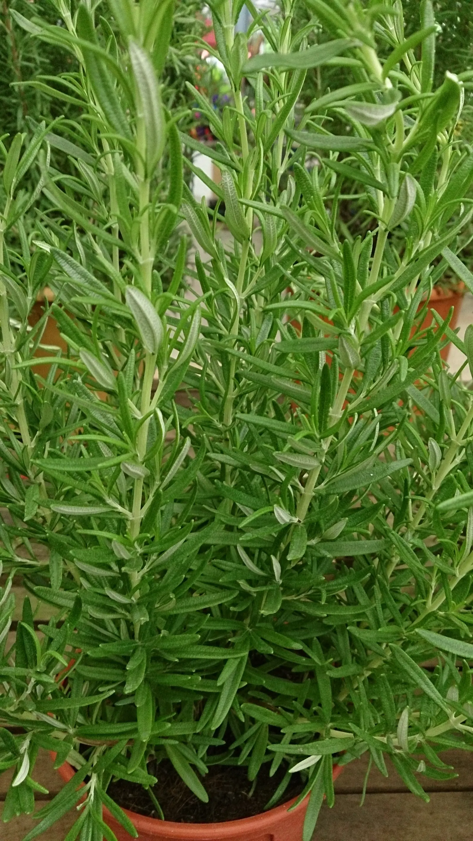 Rosemary (Rosmarinus Officinalis) — is a highly aromatic evergreen shrub; requiring a minimum of 6 to 8 hours of direct light daily, image 68