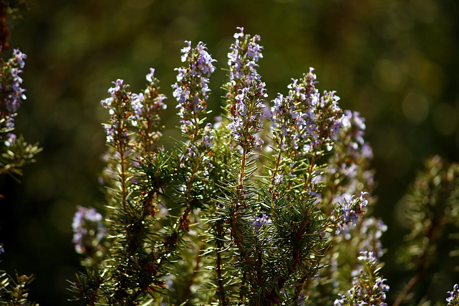 Rosemary (Rosmarinus Officinalis) — Hardy in USDA zones 8-10, rosemary pairs well with other Mediterranean plants in landscape designs; herb with, image 86