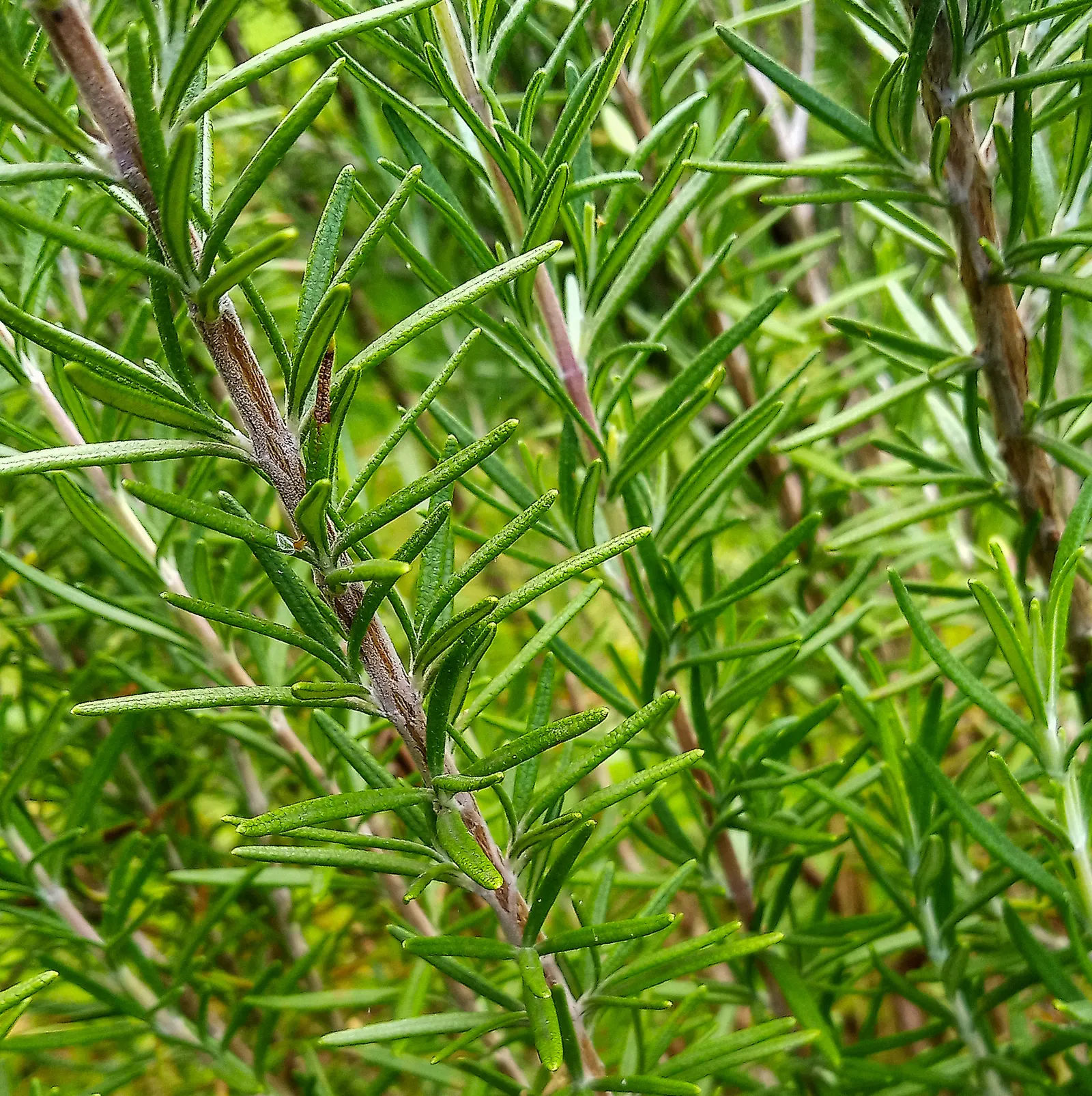Rosemary (Rosmarinus Officinalis) — blue flowers in the garden; thriving in full sun, it reaches heights of 3-5 feet with a spread of 2-4 feet, image 78
