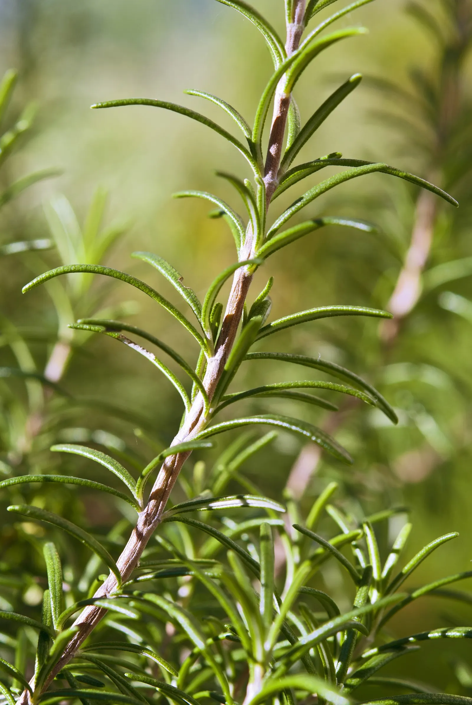 Rosemary (Rosmarinus Officinalis) — Thriving in full sun, it reaches heights of 3-5 feet with a spread of 2-4 feet; blue flowers in the garden, image 63