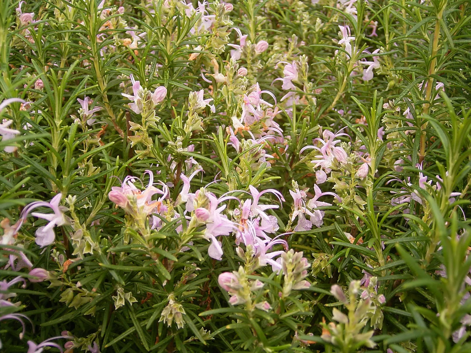 Rosemary (Rosmarinus Officinalis) — requiring a minimum of 6 to 8 hours of direct light daily; is a highly aromatic evergreen shrub, image 113