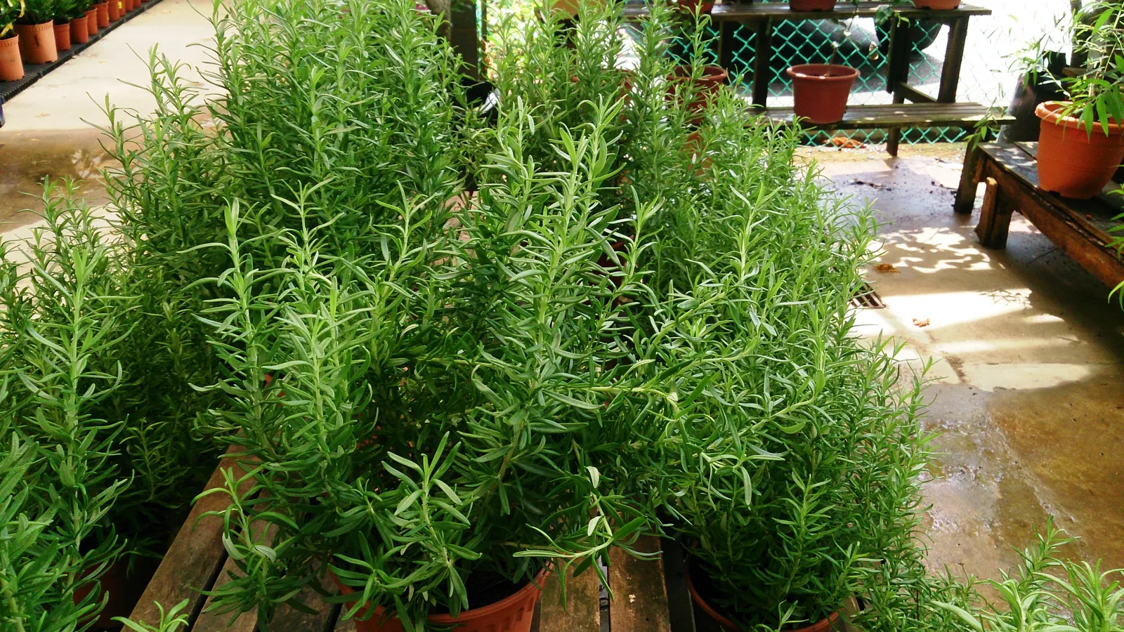 Rosemary (Rosmarinus Officinalis) — botanical name *Rosmarinus officinalis*; hardy in USDA zones 8-10, rosemary pairs well with other Mediterranean, image 67