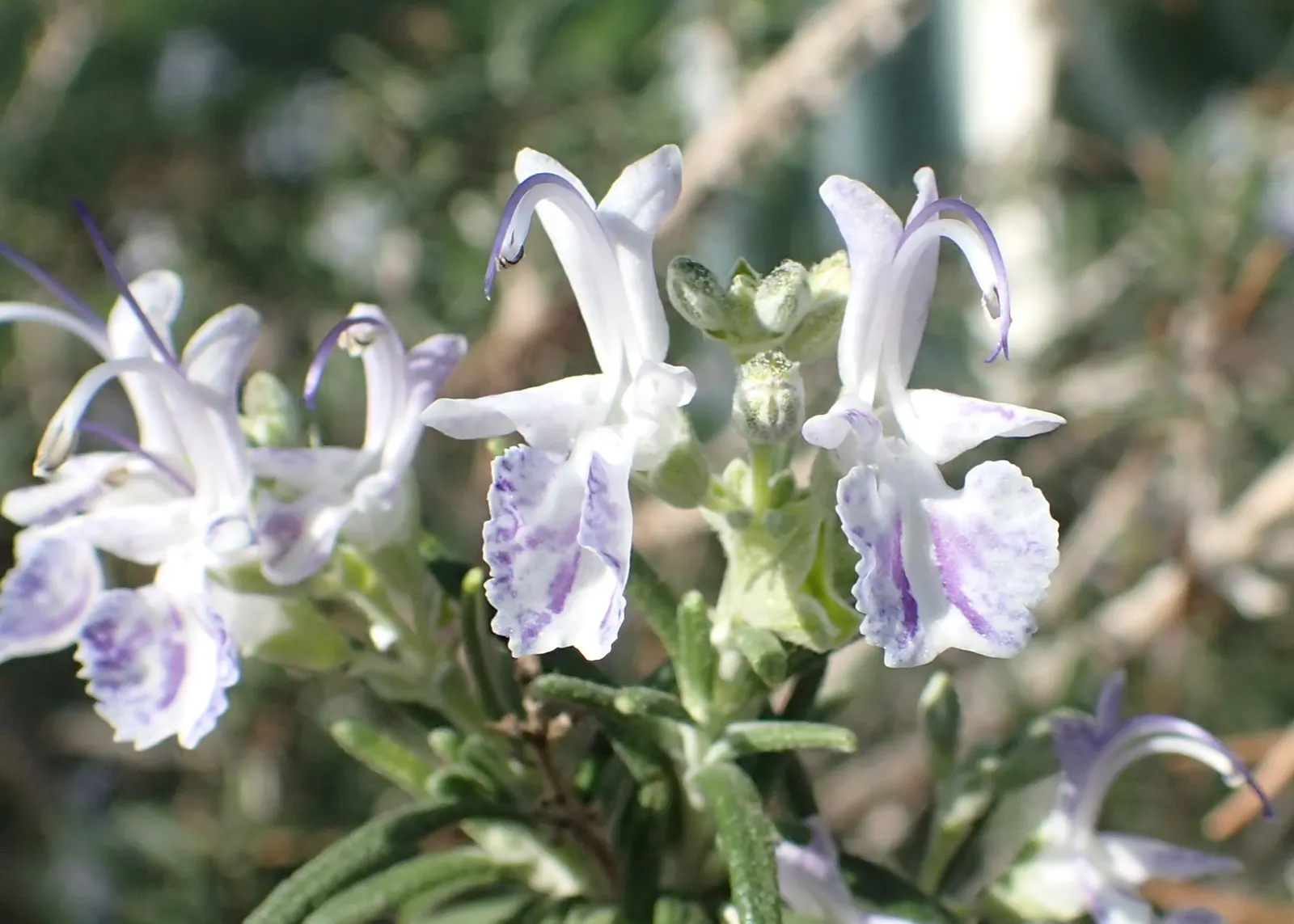 Rosemary (Rosmarinus Officinalis) — blue flowers in the garden; thriving in full sun, it reaches heights of 3-5 feet with a spread of 2-4 feet, image 98