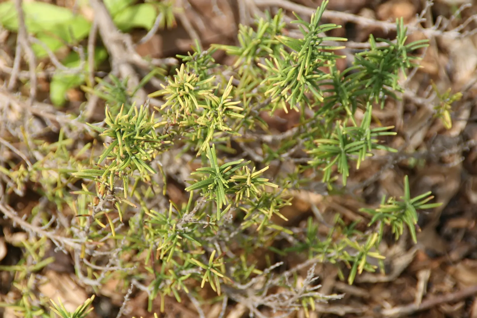 Rosemary (Rosmarinus Officinalis) — Rosemary (Rosmarinus officinalis) is a fragrant; its drought resistance makes it ideal for xeriscaping, image 81