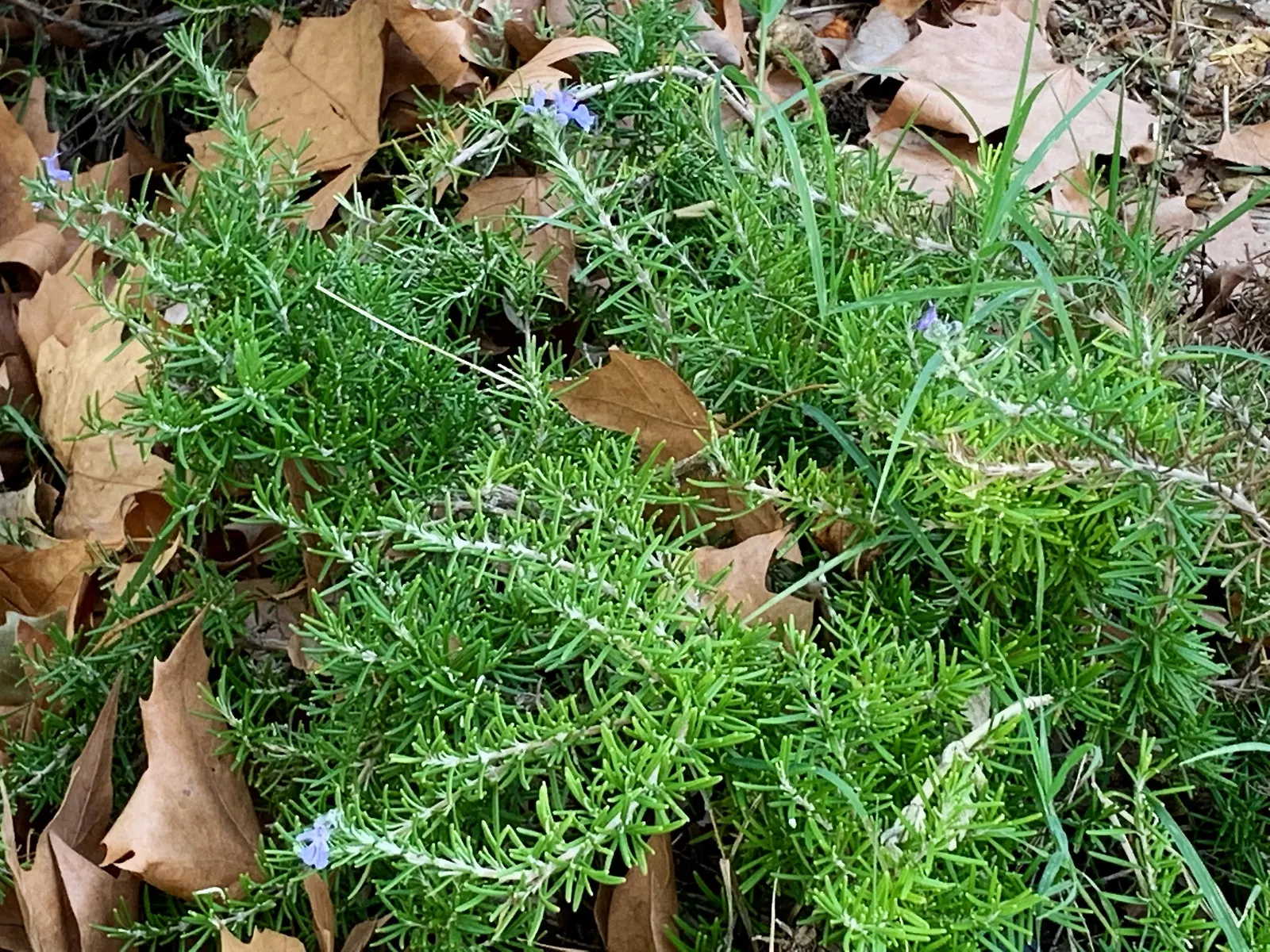Rosemary (Rosmarinus Officinalis) — Rosemary thrives in well-drained soils and flourishes in full sun; rosemary (Rosmarinus officinalis) is a, image 72
