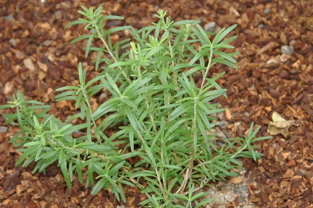 Rosemary (Rosmarinus Officinalis) — or as a part of a herb garden or xeriscape; consider its utility as a border plant, image 77