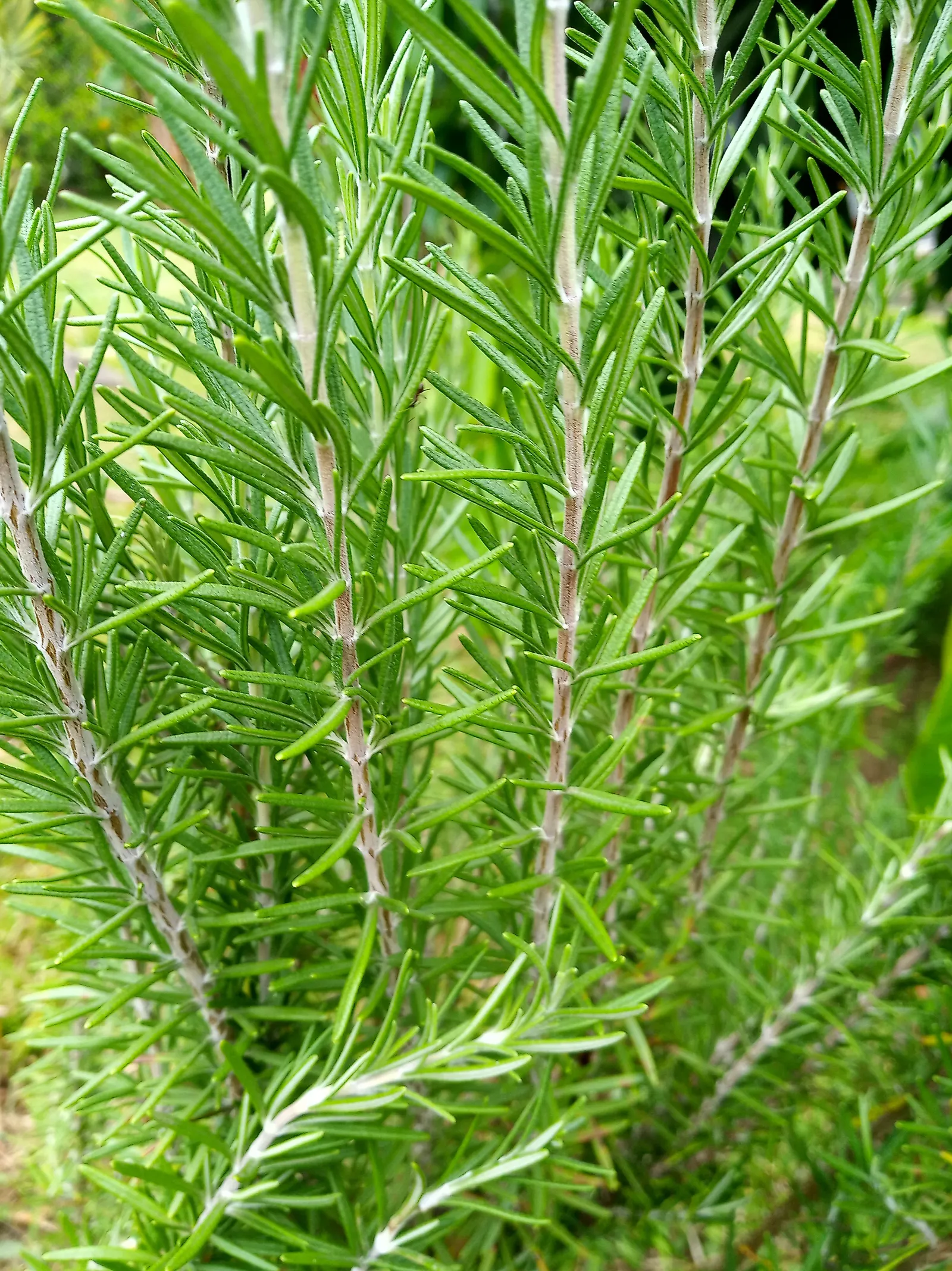 Rosemary (Rosmarinus Officinalis) — requiring a minimum of 6 to 8 hours of direct light daily; is a highly aromatic evergreen shrub, image 73
