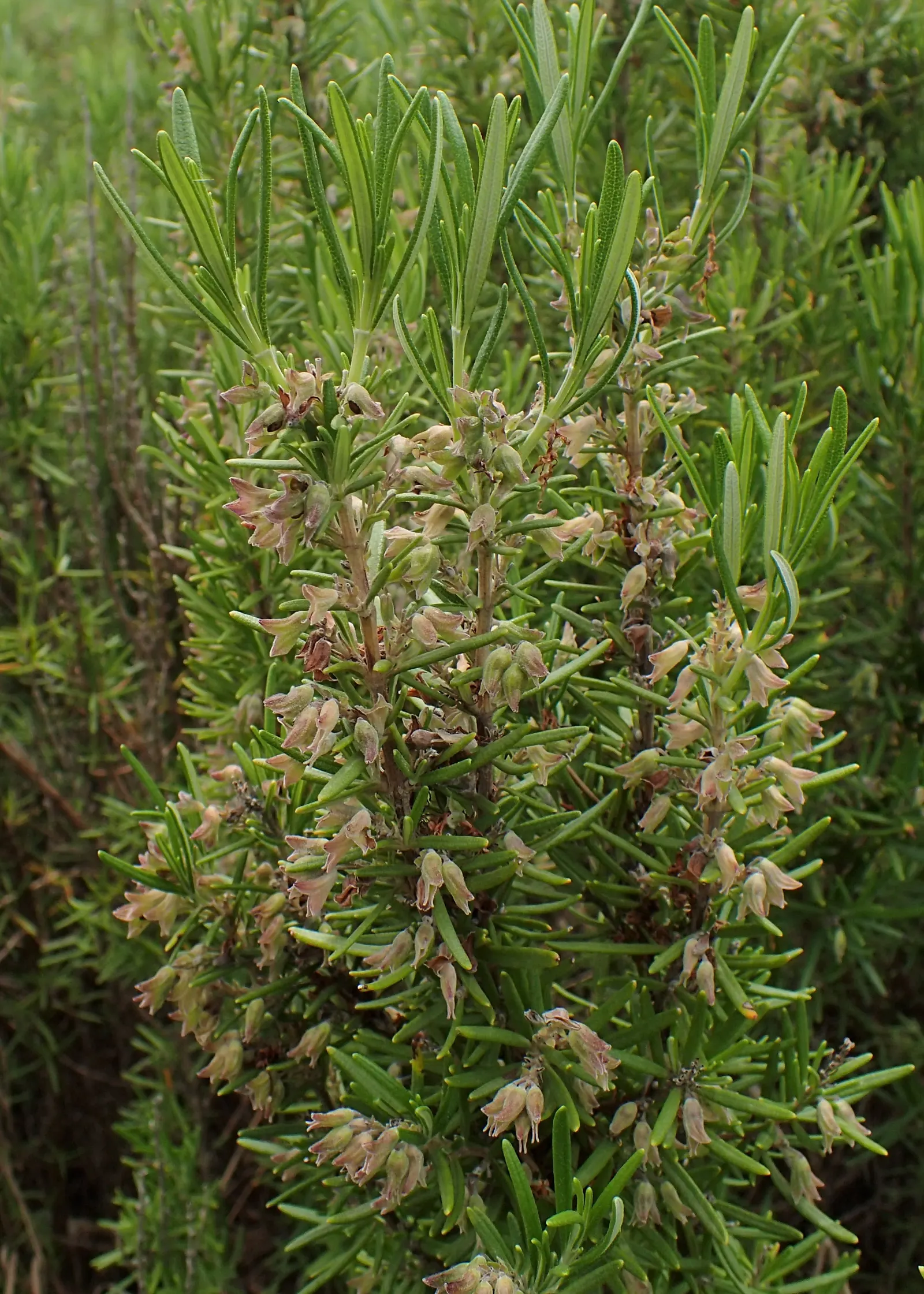 Rosemary (Rosmarinus Officinalis) — Thriving in full sun, it reaches heights of 3-5 feet with a spread of 2-4 feet; blue flowers in the garden, image 103