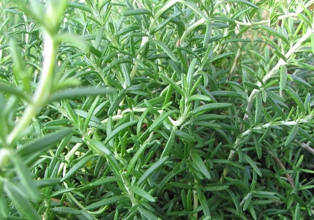 Rosemary (Rosmarinus Officinalis) — herb for full; or as a part of a herb garden or xeriscape, image 80