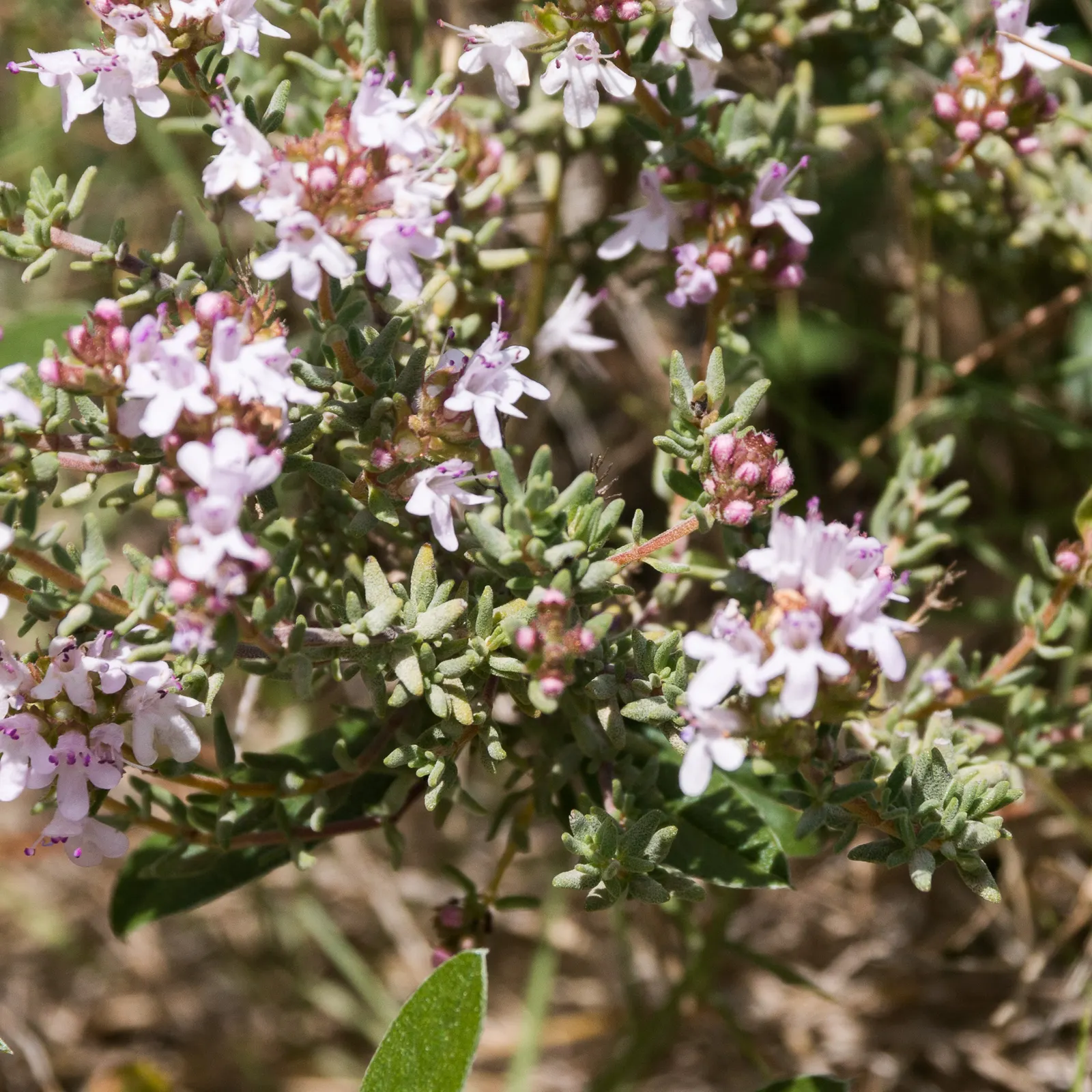 Rosemary (Rosmarinus Officinalis) — Rosemary's dense foliage of needle-like leaves provides a robust texture and a rich; this sun-loving perennial, image 71