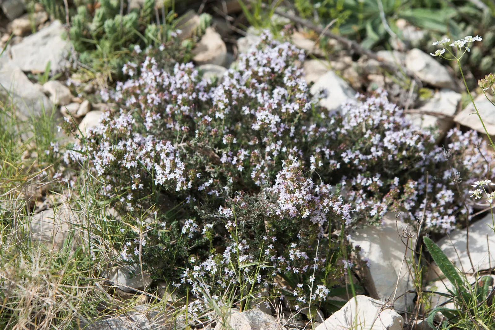 Rosemary (Rosmarinus Officinalis) — is a highly aromatic evergreen shrub; requiring a minimum of 6 to 8 hours of direct light daily, image 108