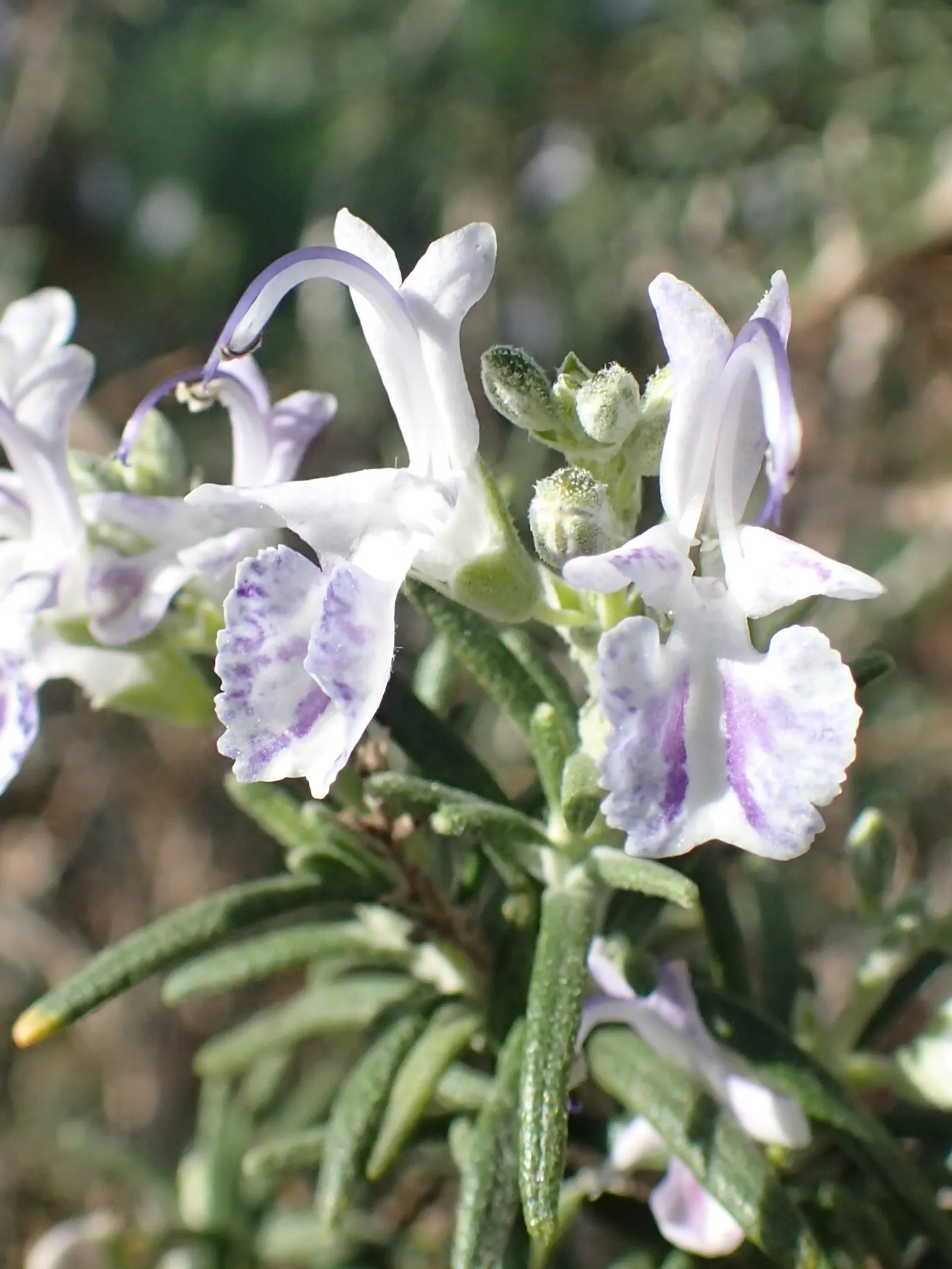 Rosemary (Rosmarinus Officinalis) — Rosemary thrives in well-drained soils and flourishes in full sun; rosemary (Rosmarinus officinalis) is a, image 112
