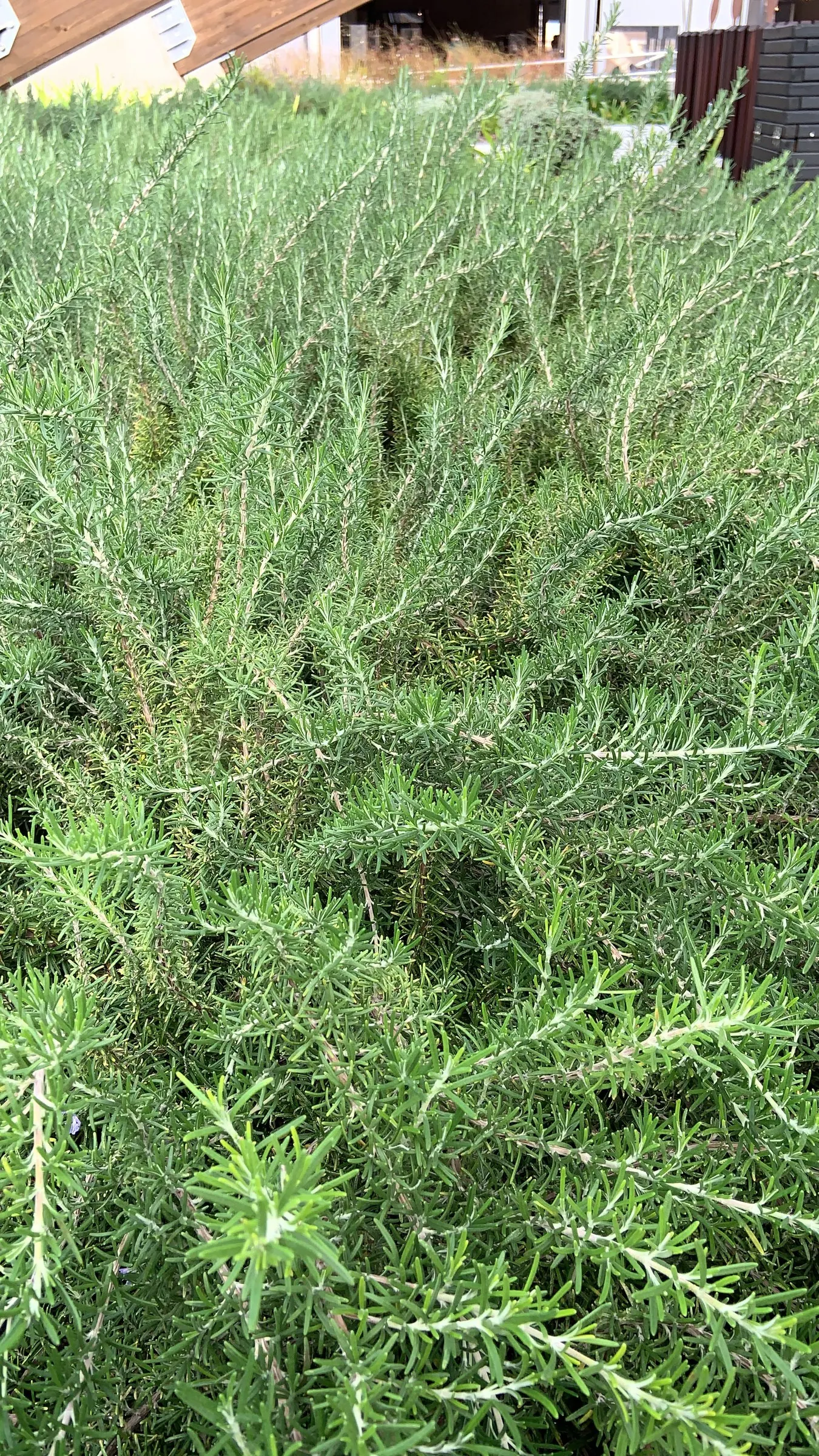 Rosemary (Rosmarinus Officinalis) — herb with blue blooms; typically reaching heights of 3 to 5 feet with a comparable spread, image 99