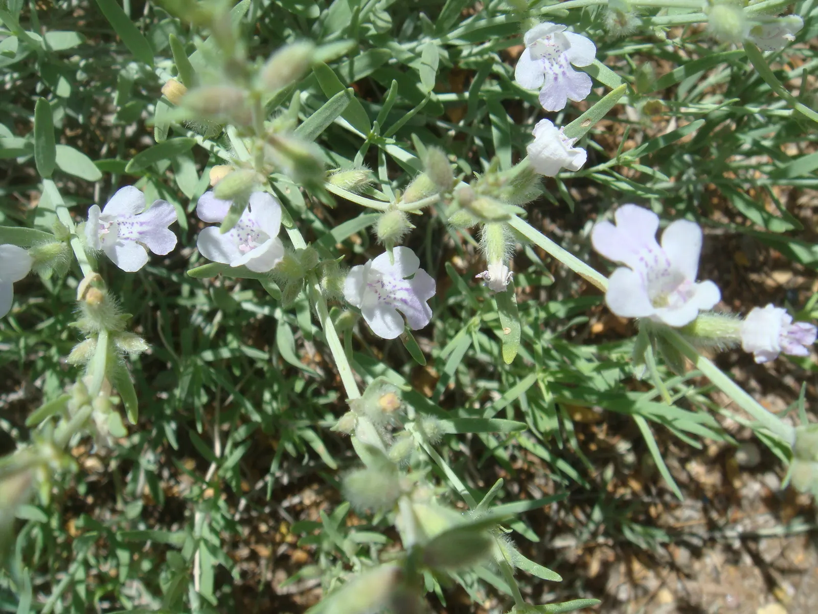 Rosemary (Rosmarinus Officinalis) — or as a part of a herb garden or xeriscape; consider its utility as a border plant, image 117