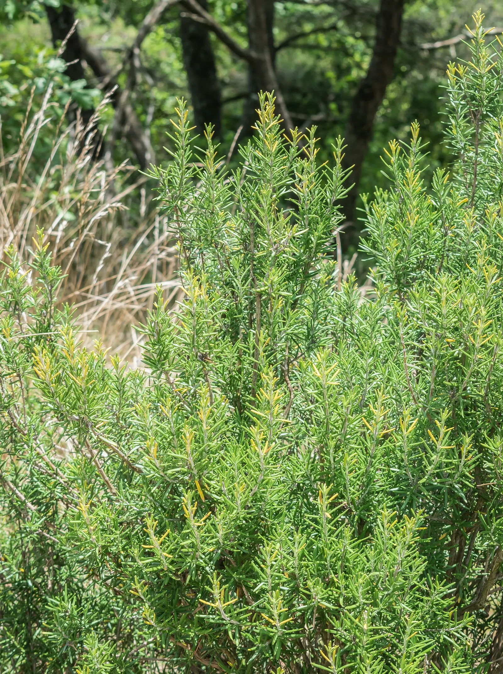 Rosemary (Rosmarinus Officinalis) — pale-blue to violet flowers that are particularly attractive to pollinators such as bees and butterflies, image 95